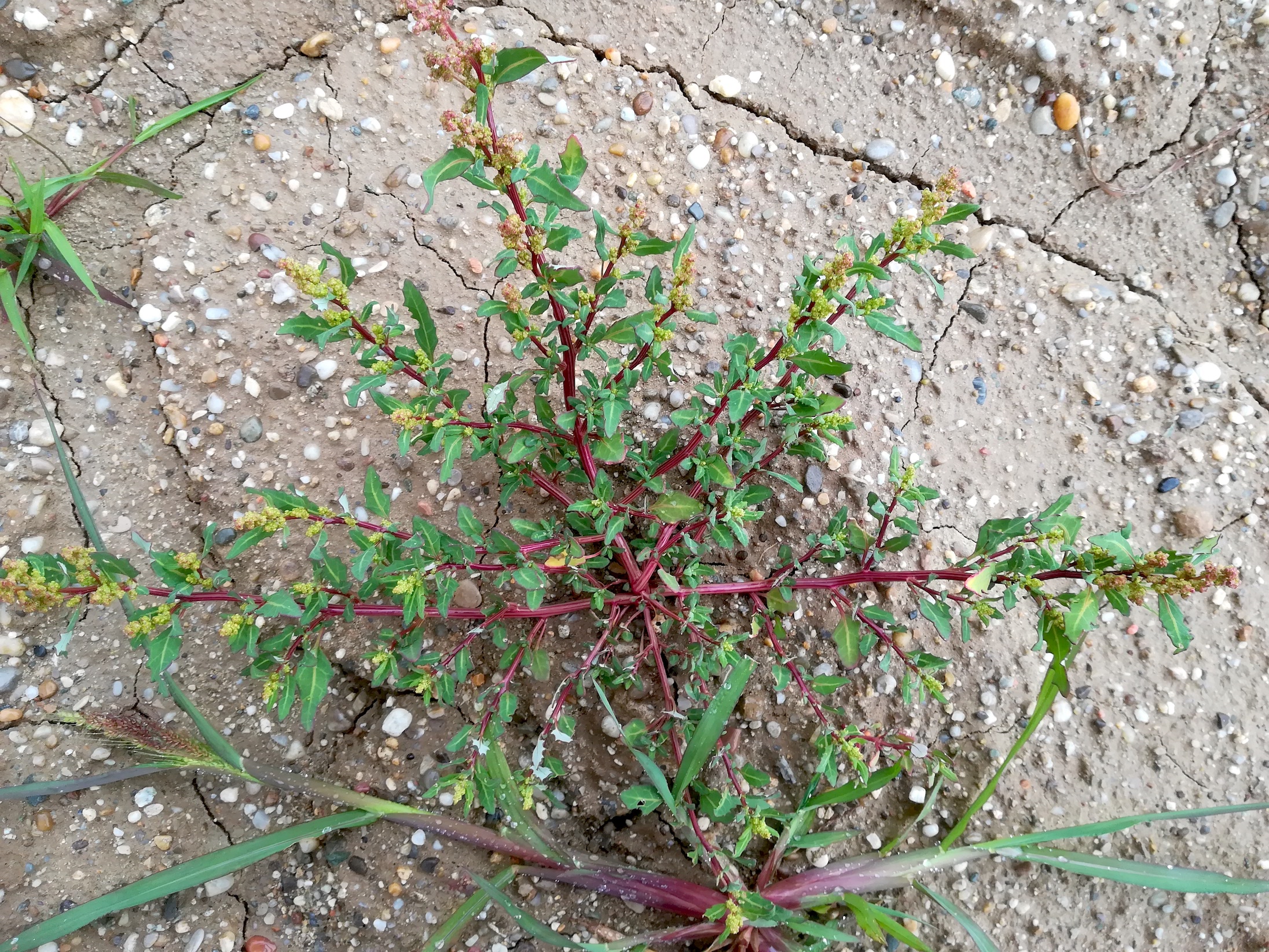 chenopodium glaucum kieswerke schönfeld lassee_20190712_100445.jpg