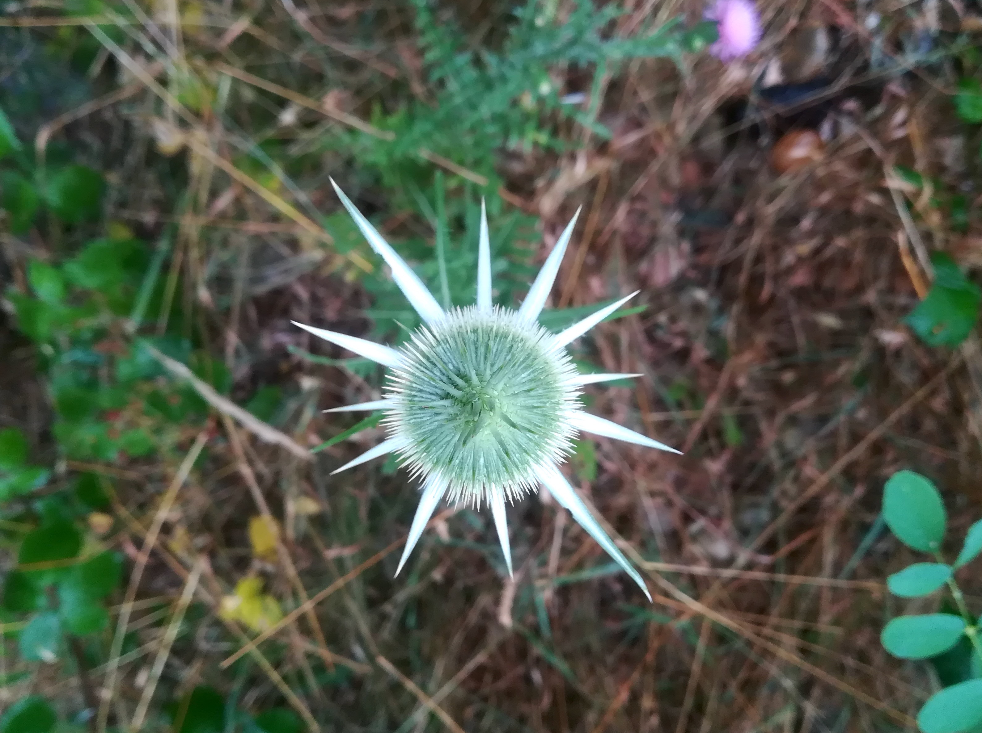 dipsacus laciniatus kieswerke schönfeld lassee_20190712_090135.jpg