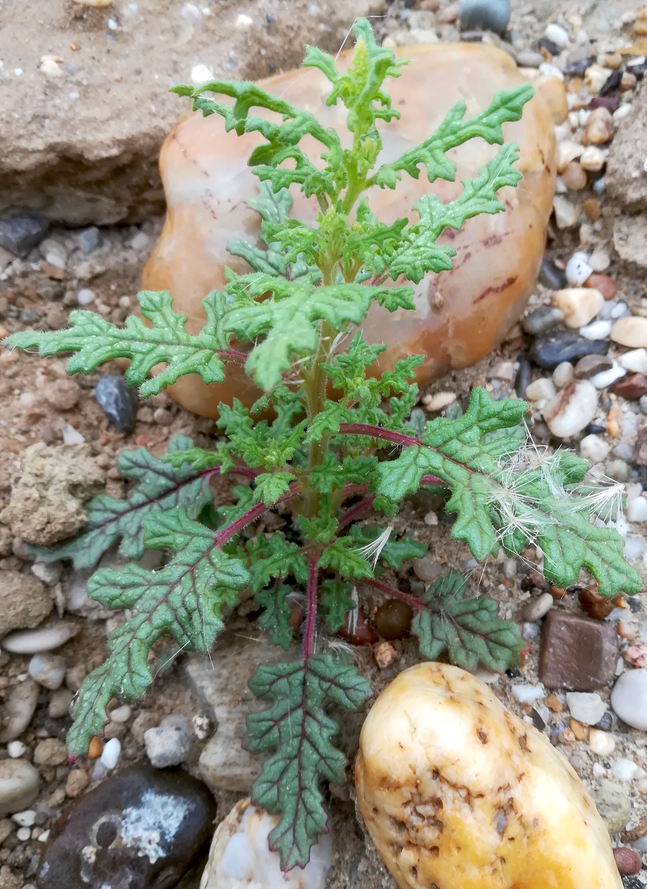 dysphania botrys kieswerke schönfeld lassee_20190712_100108.jpg