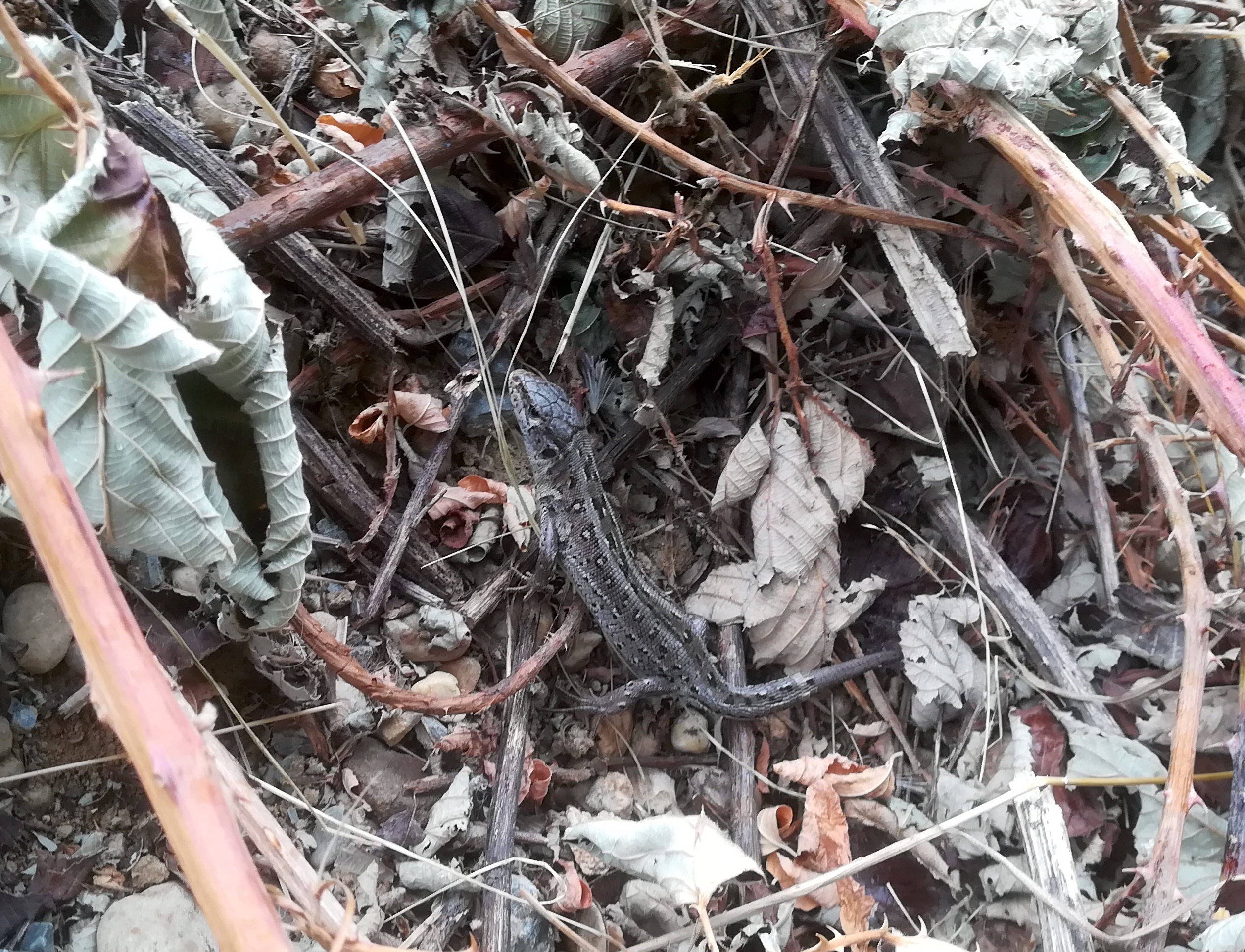 lacerta agilis kieswerke schönfeld lassee_20190712_083700.jpg