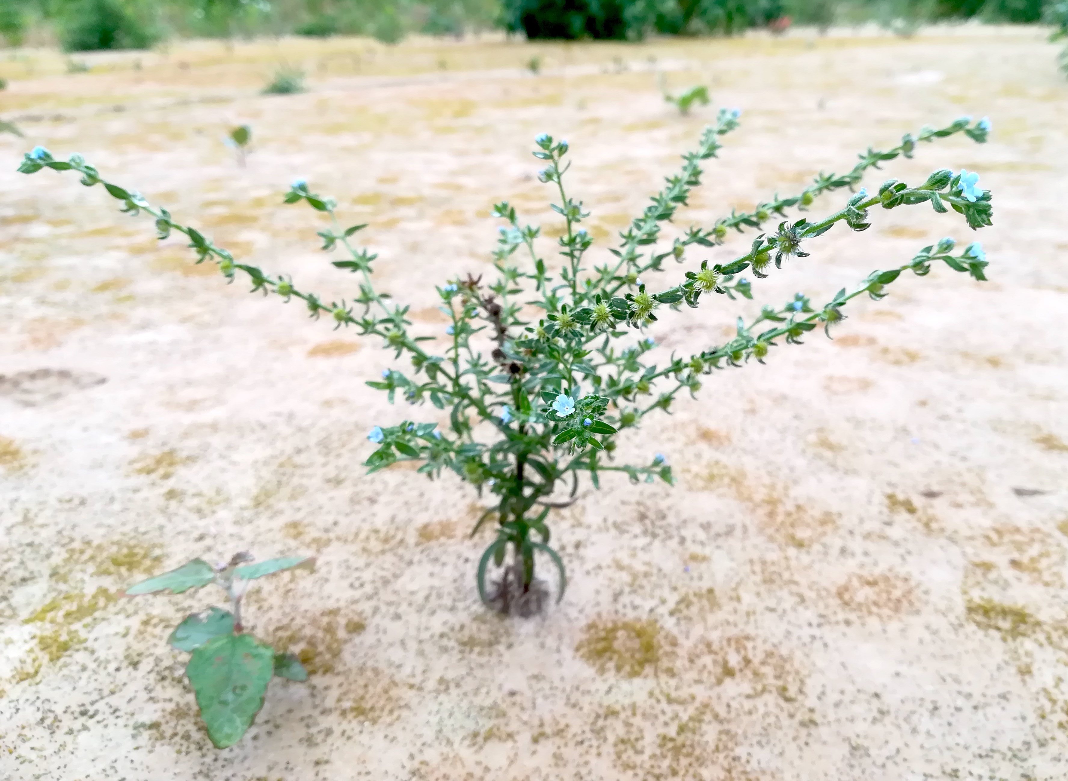 lappula squarrosa kieswerke schönfeld lassee_20190712_095925.jpg