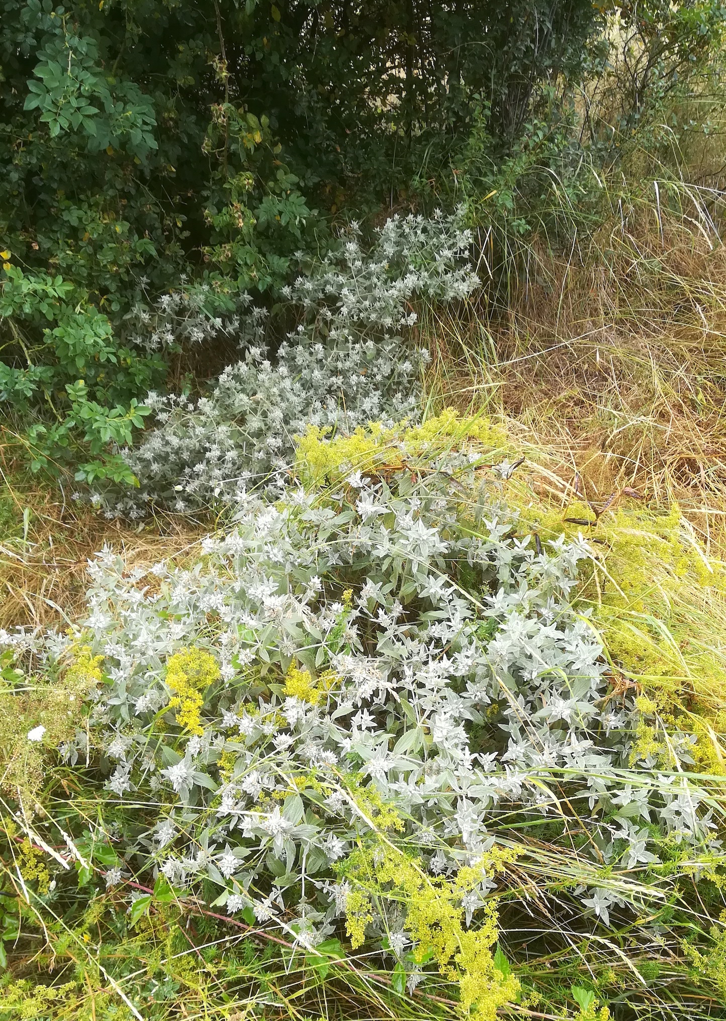 marrubium peregrinum dritter bestand bhf lassee_20190712_102120.jpg