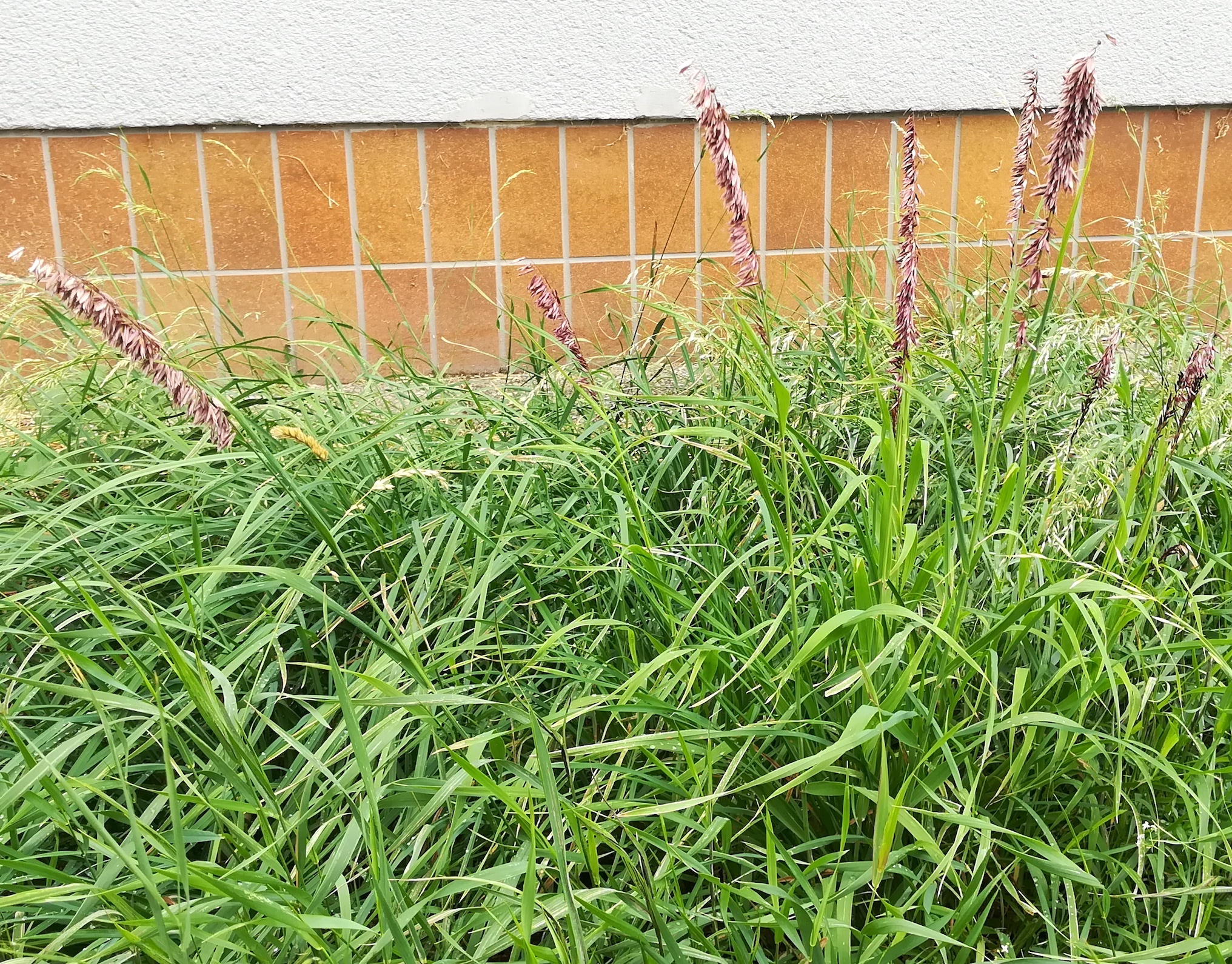 poaceae sp. ignota familienbad gudrunstraße_20190713_154243 2.jpg