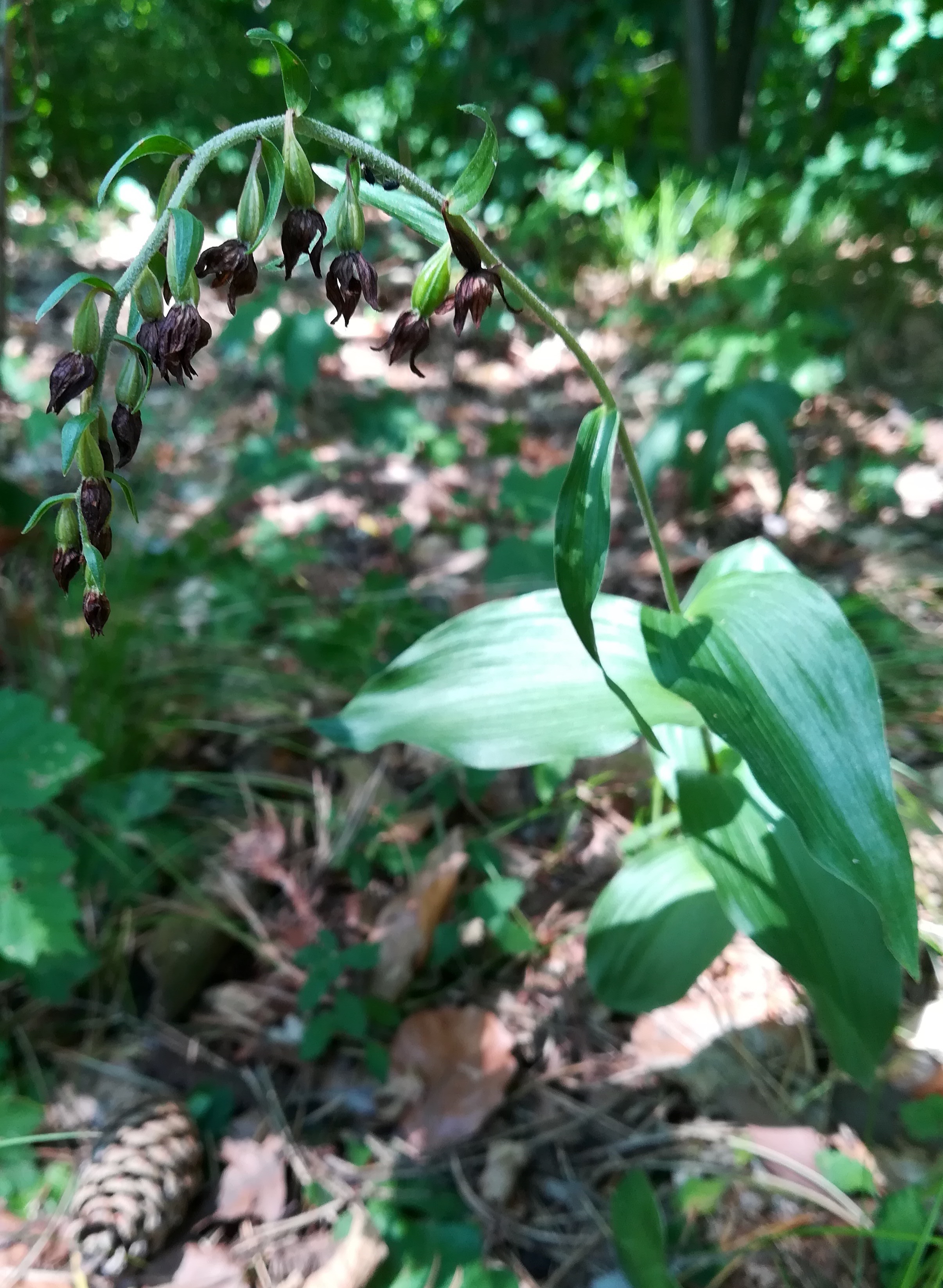 epipactis cf. helleborine agg. phönixberg mödling nähe husarentempel_20190714_105307.jpg