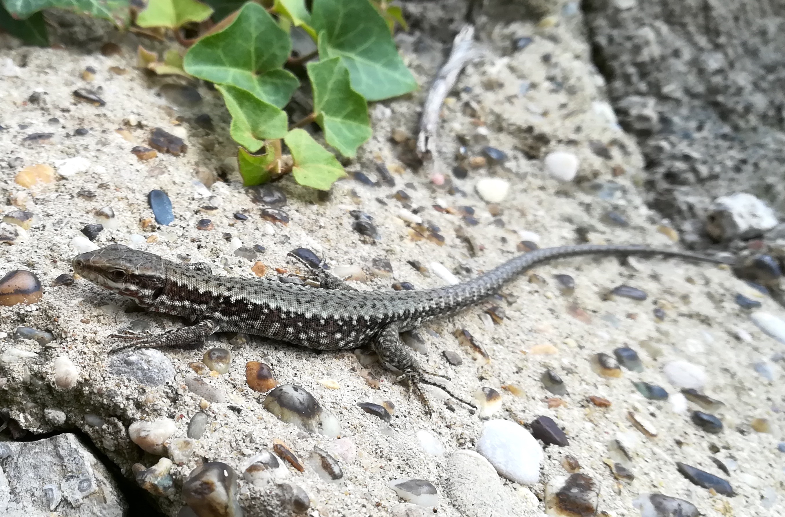 podarcis muralis phönixberg mödling husarentempel_20190714_124757.jpg