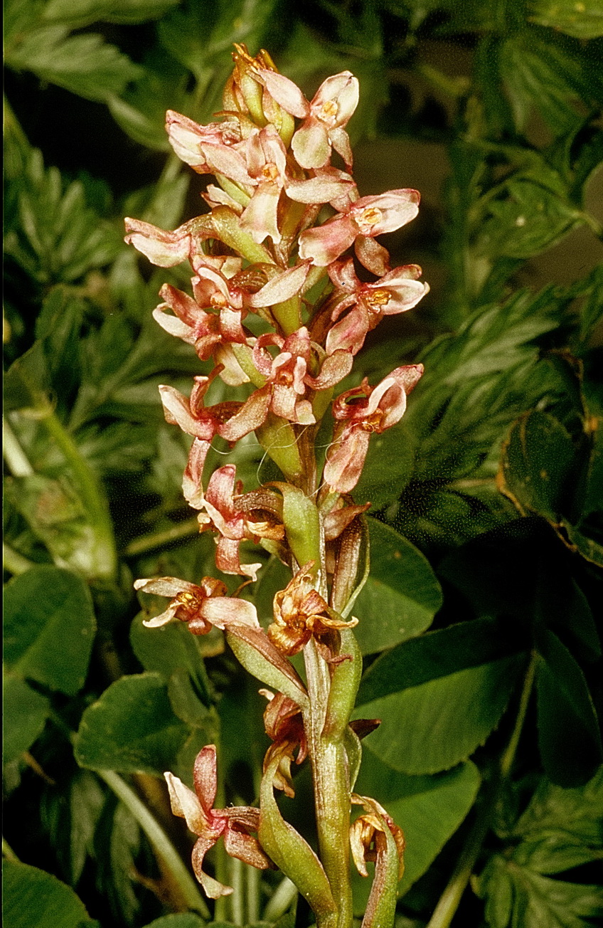 Dac.viridis x Gym.conopsea.Graubünden.Lü.14.7.74.HR.jpg