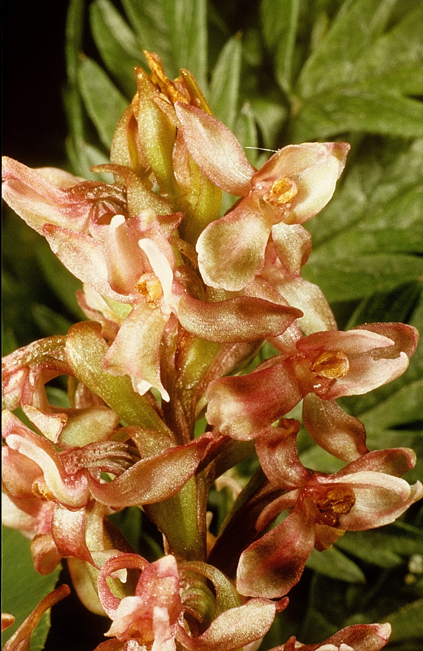 Dac.viridis x Gym.conopsea.Graubünden.Lü.14.Juli.74.HR.jpg