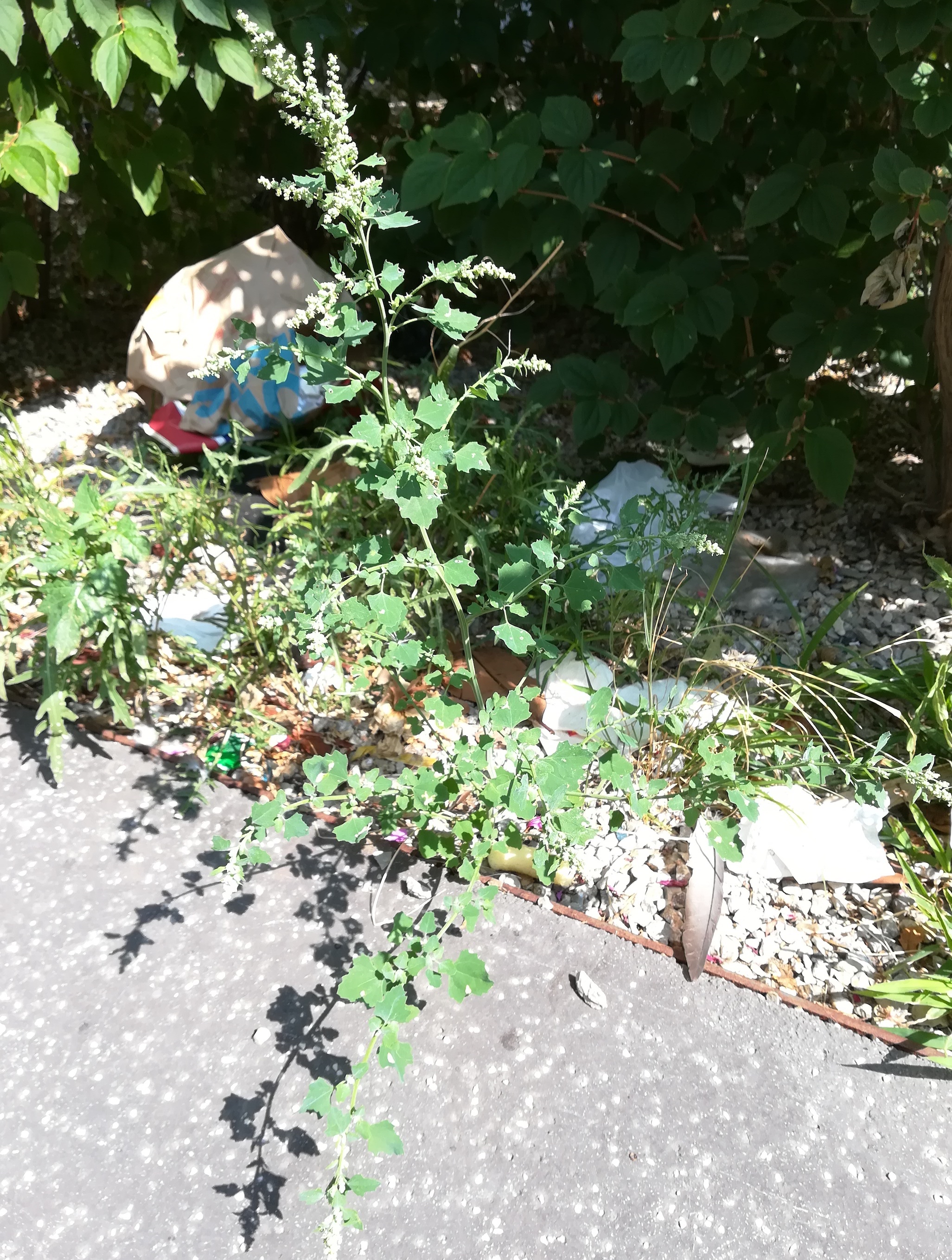 chenopodium sp. sonnwendviertel vitalygasse_20190716_101851.jpg