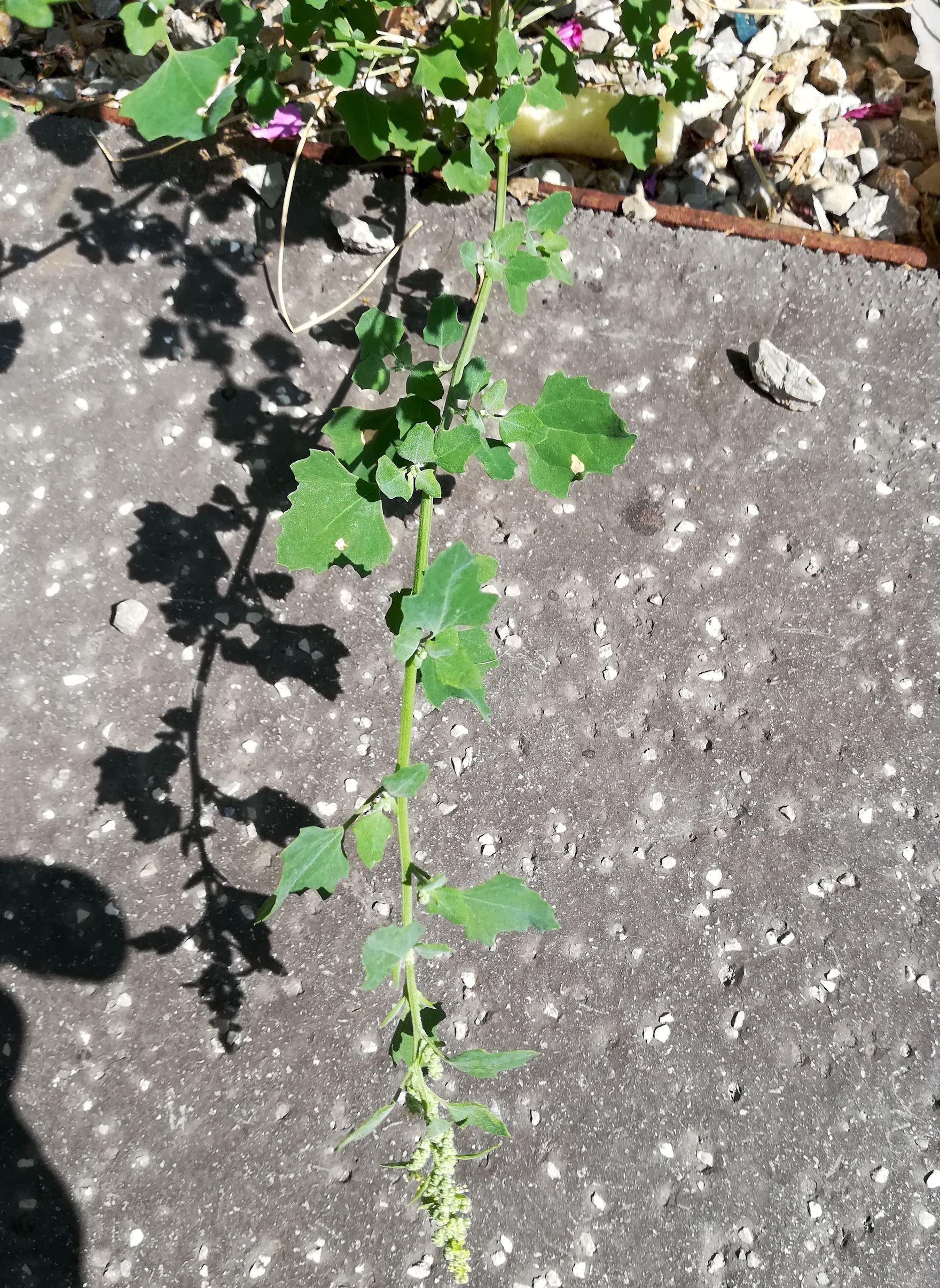 chenopodium sp. sonnwendviertel vitalygasse_20190716_101855.jpg