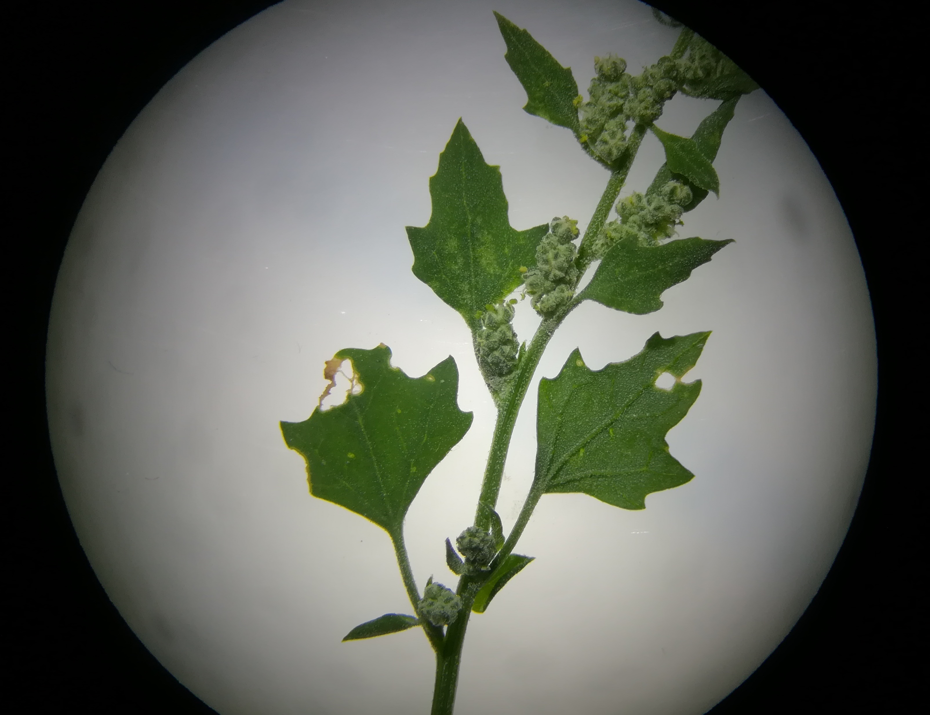 chenopodium sp. sonnwendviertel vitalygasse_20190716_213400.jpg