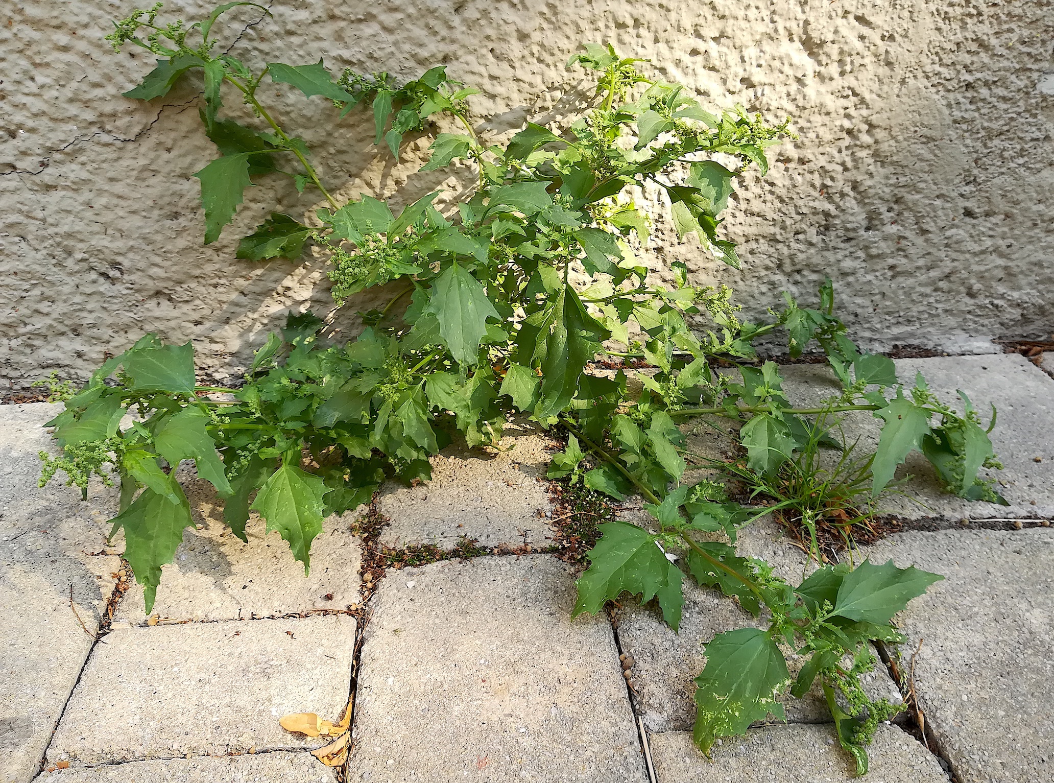 chenopodium murale bacherplatz_20190717_165247.jpg