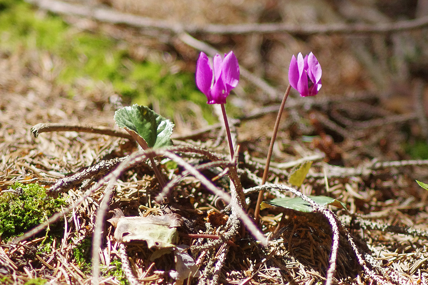 cyclamen purpurascens_goesser.jpeg