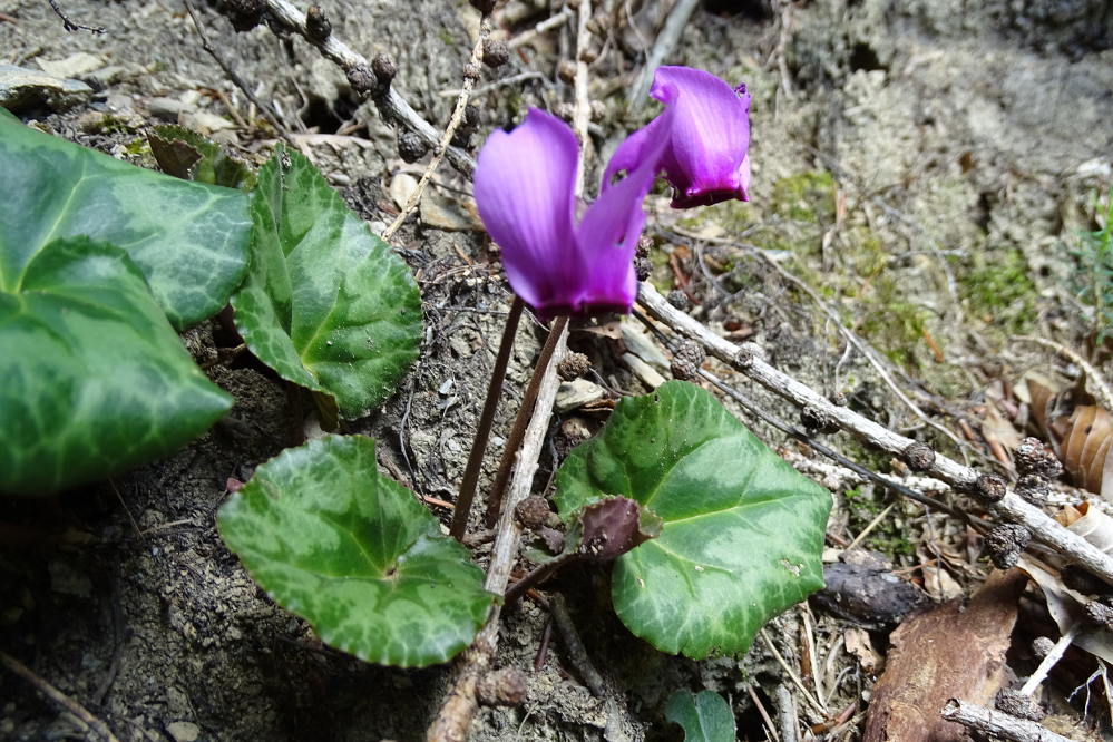 cyclamen_koeniggraben.jpeg