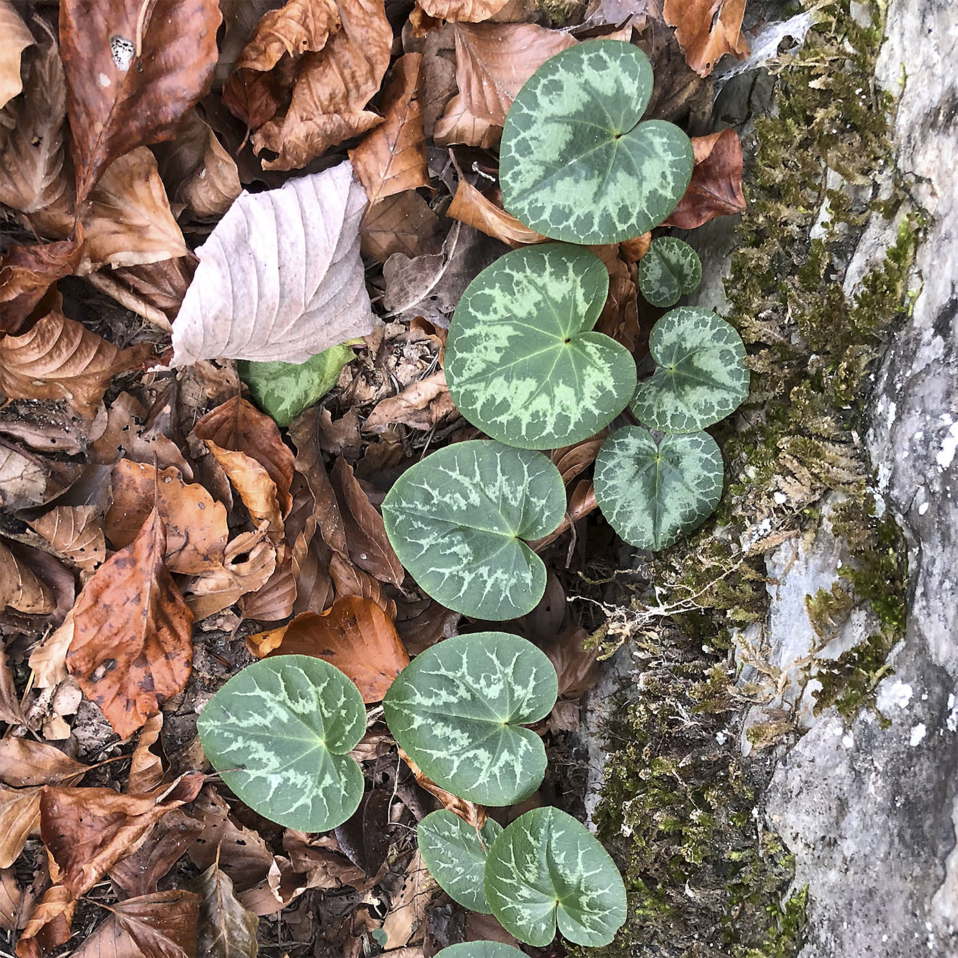 cyclamen purpurascens_badl.jpeg