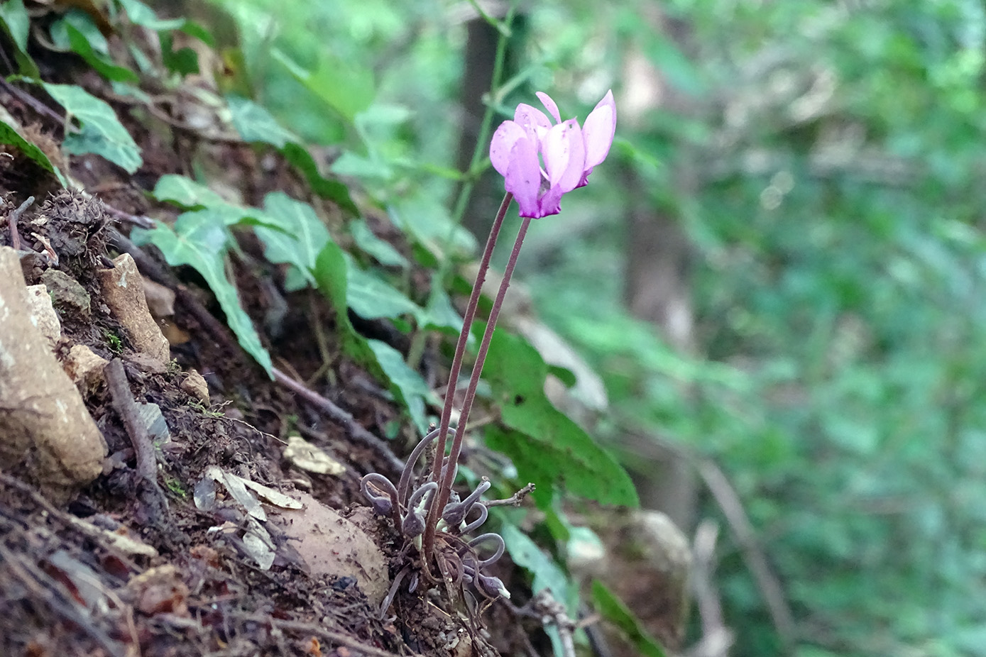 cyclamen purpurascens_hauenstein.jpeg