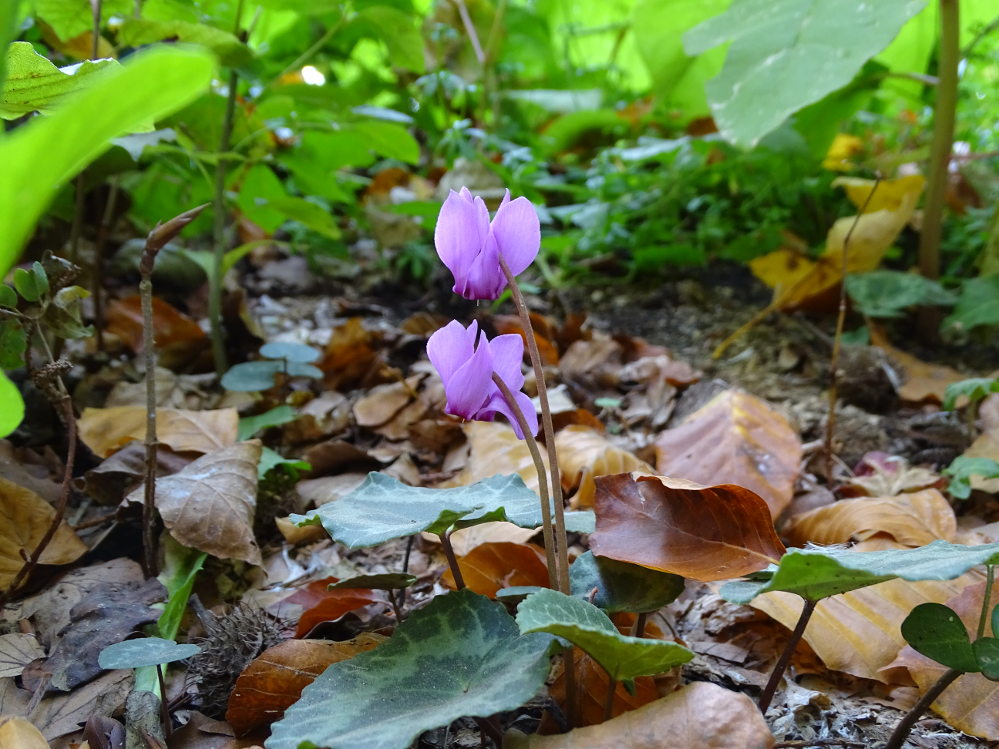 cyclamen_buchkogel.jpeg