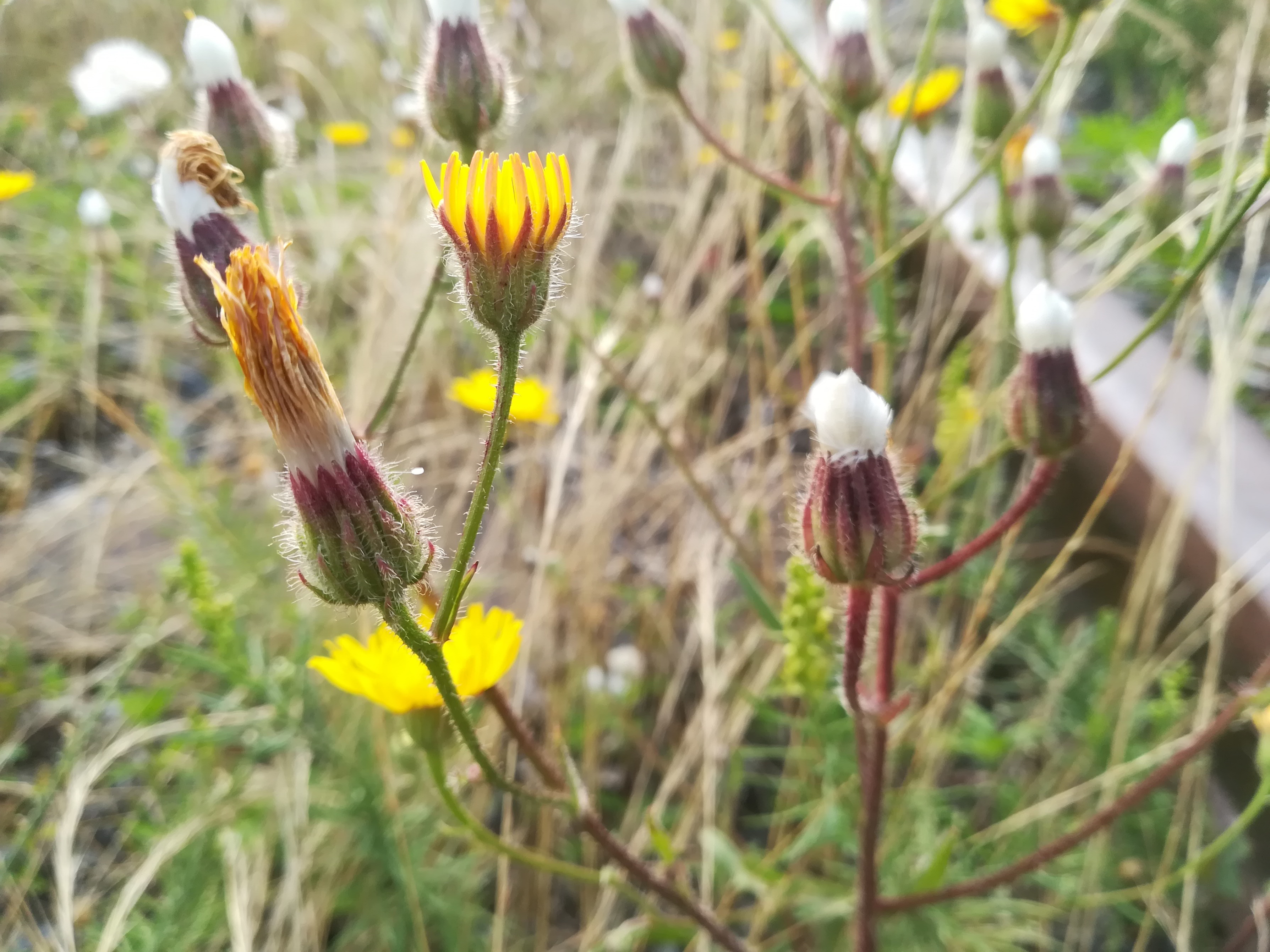 crepis foetida subsp. rhoedifolia bhf götzendorf_20190719_074848.jpg