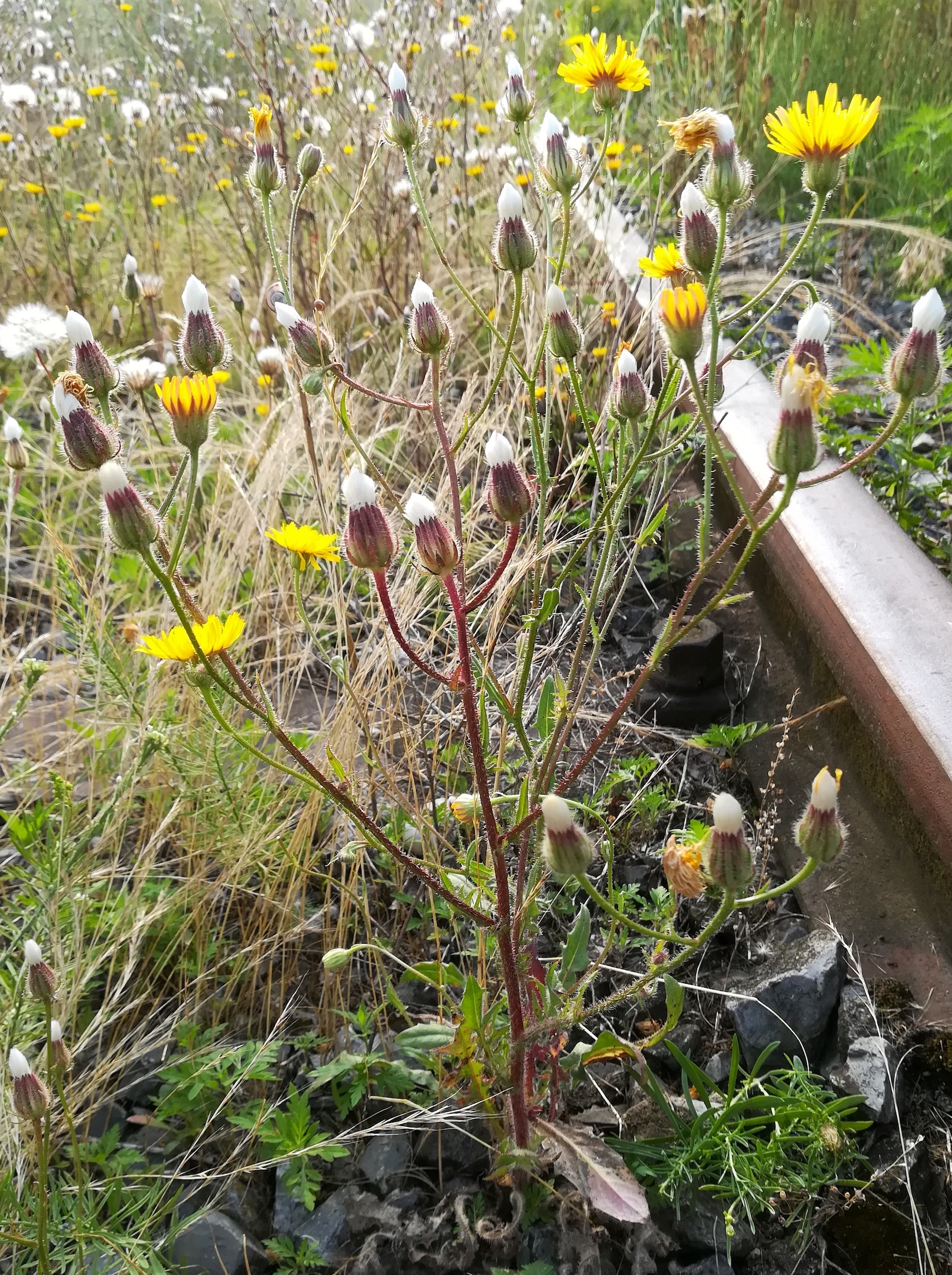 crepis foetida subsp. rhoedifolia bhf götzendorf_20190719_074928.jpg