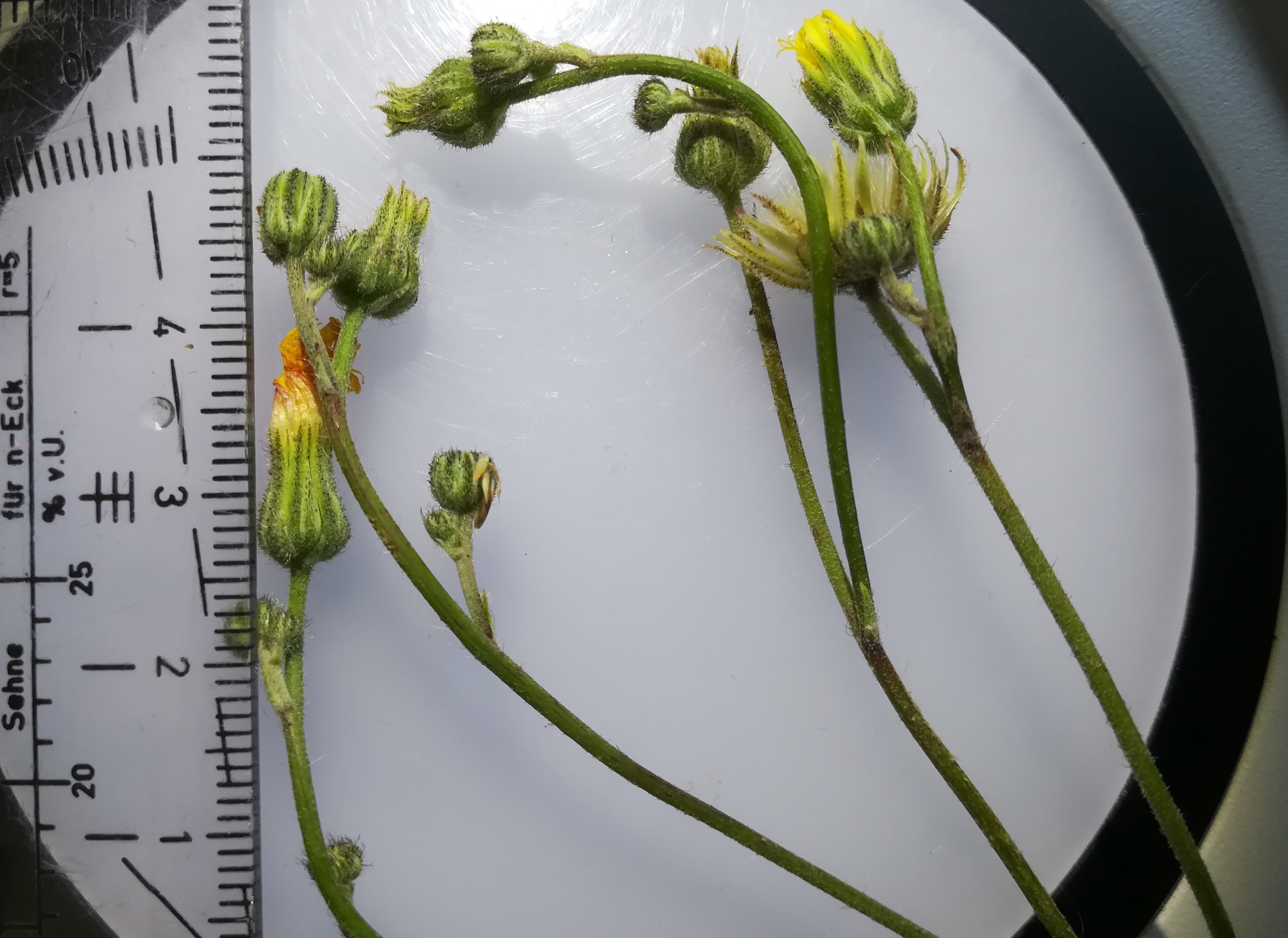 hieracium rothianum bhf götzendorf_20190719_124351.jpg