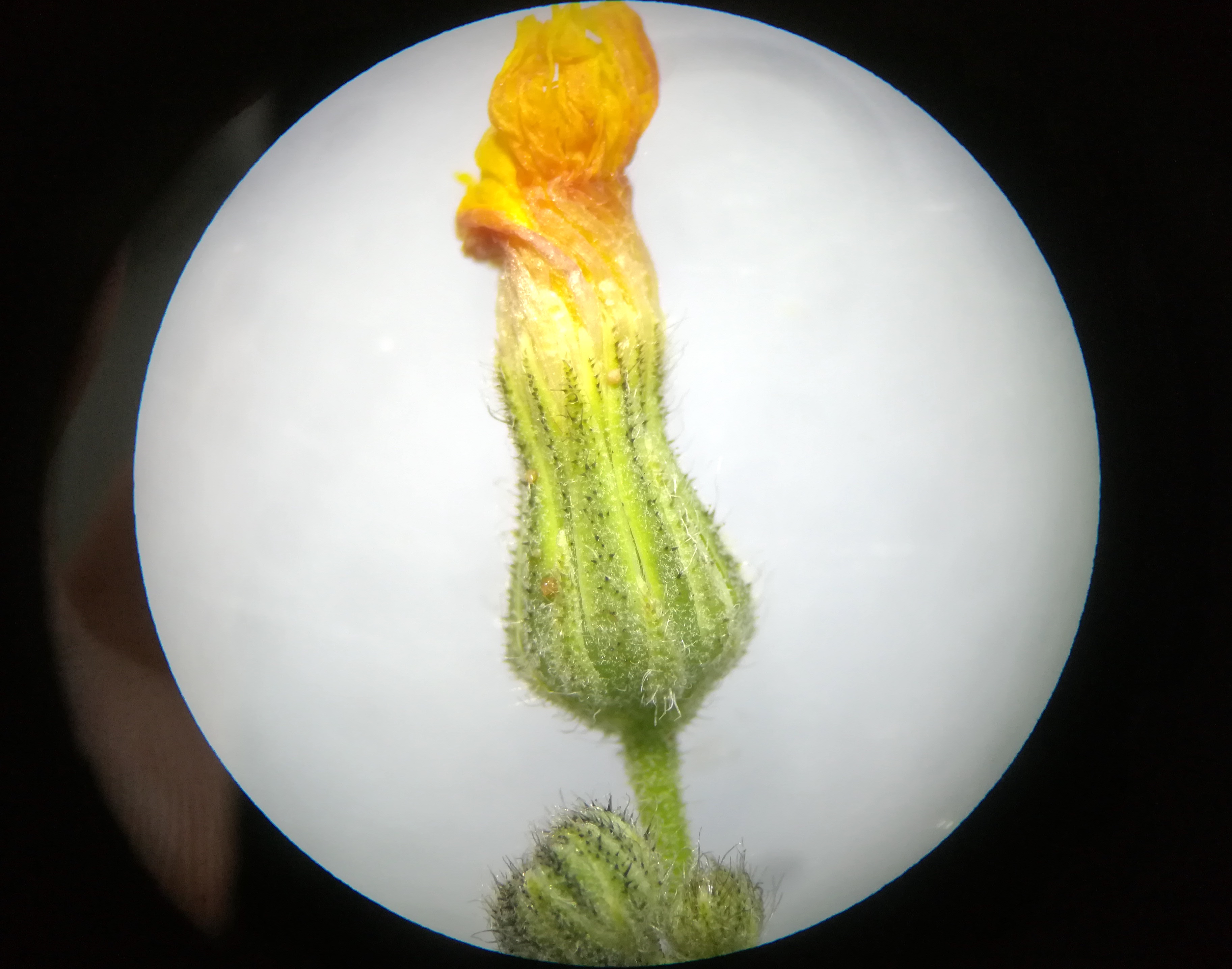 hieracium rothianum bhf götzendorf_20190719_124448.jpg