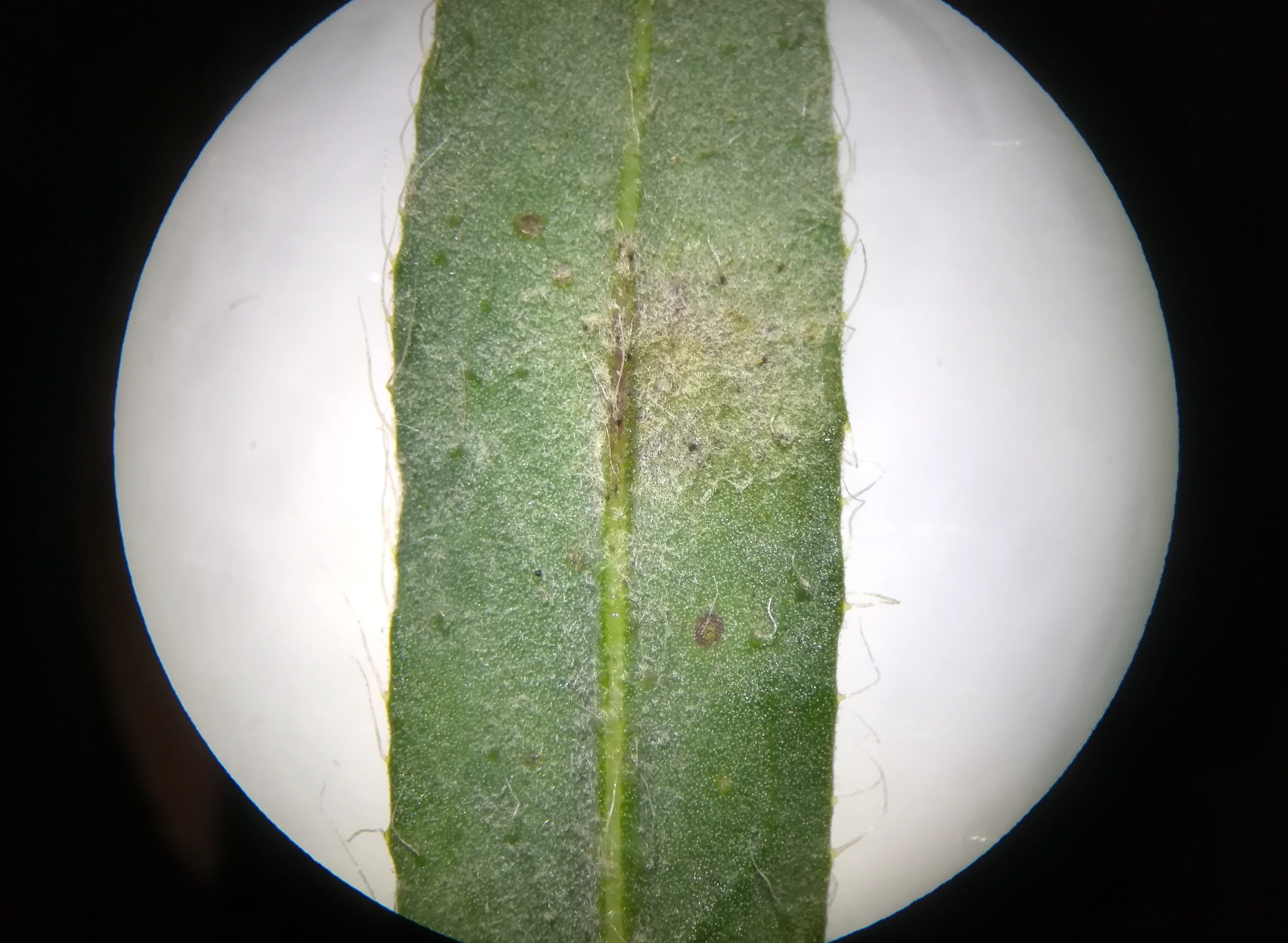 hieracium rothianum bhf götzendorf_20190719_125155.jpg