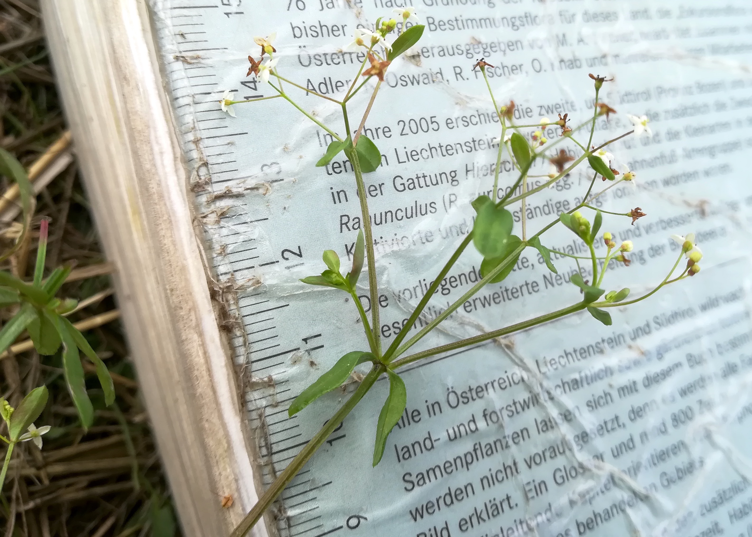 galium cf. mollugo s. str. reisenbach bhf götzendorf_20190719_095943.jpg
