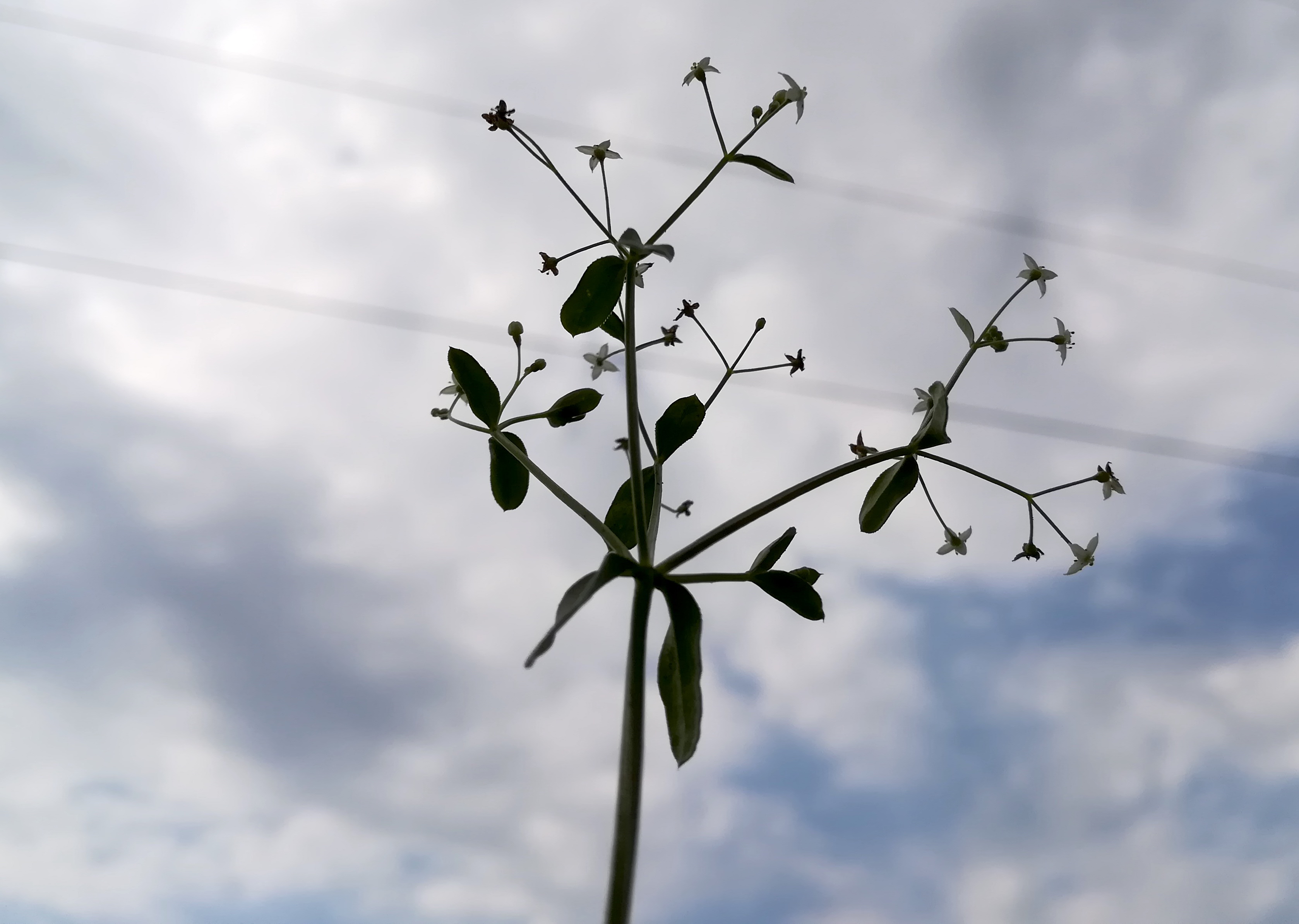 galium cf. mollugo s. str. reisenbach bhf götzendorf_20190719_100012.jpg