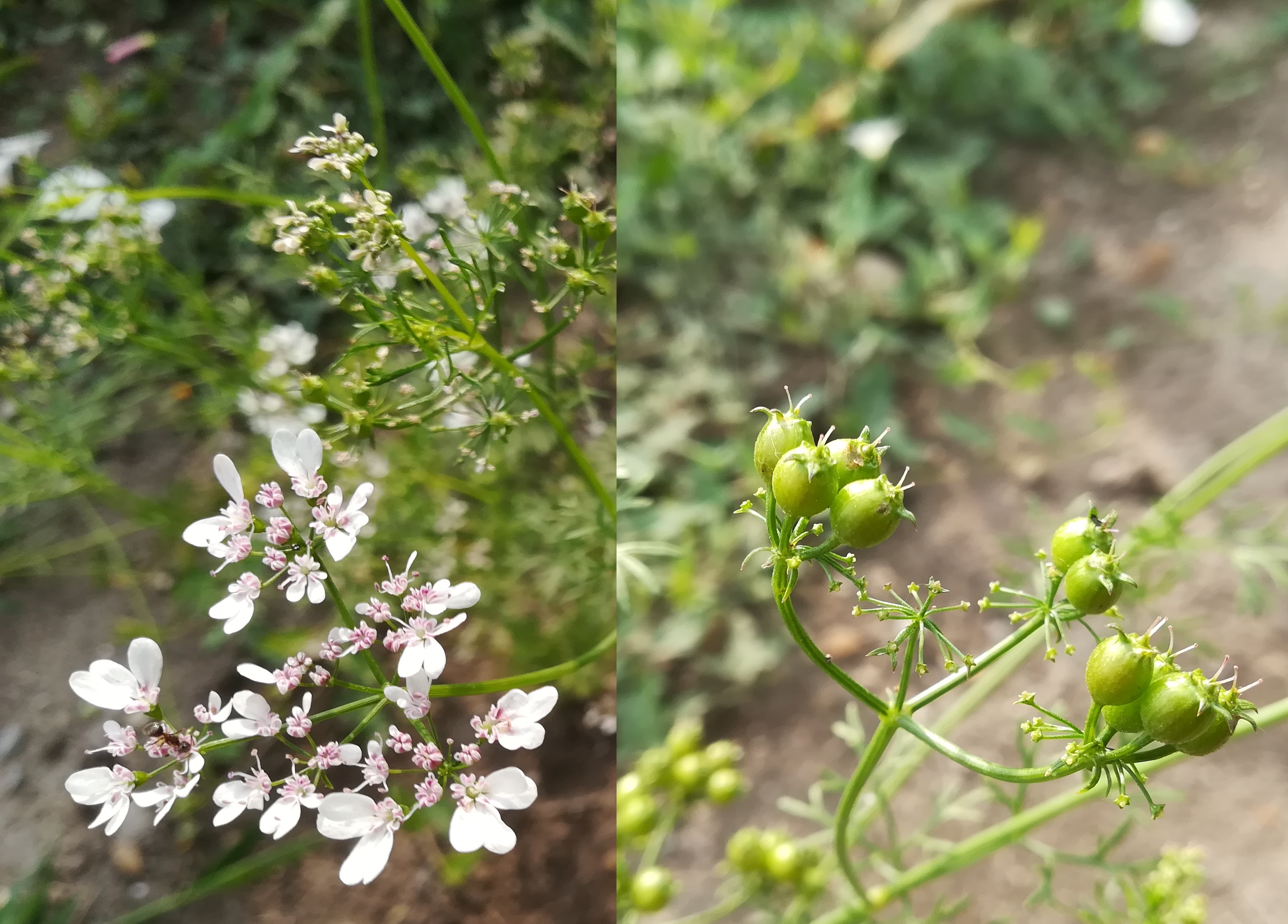 coriandrum sativum bhf götzendorf_20190719_084049.jpg