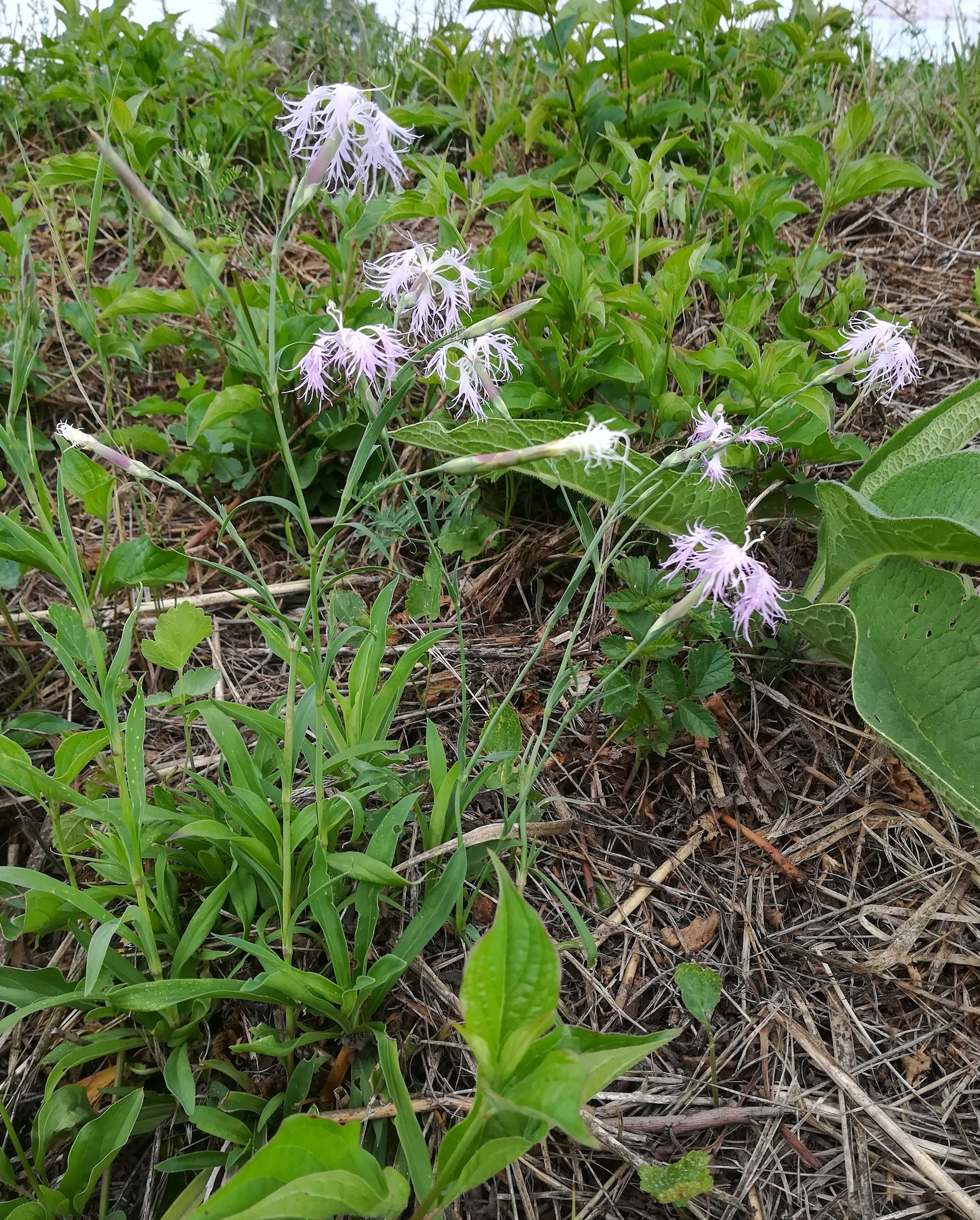 dianthus superbus subsp. superbus bhf götzendorf_20190719_092326.jpg