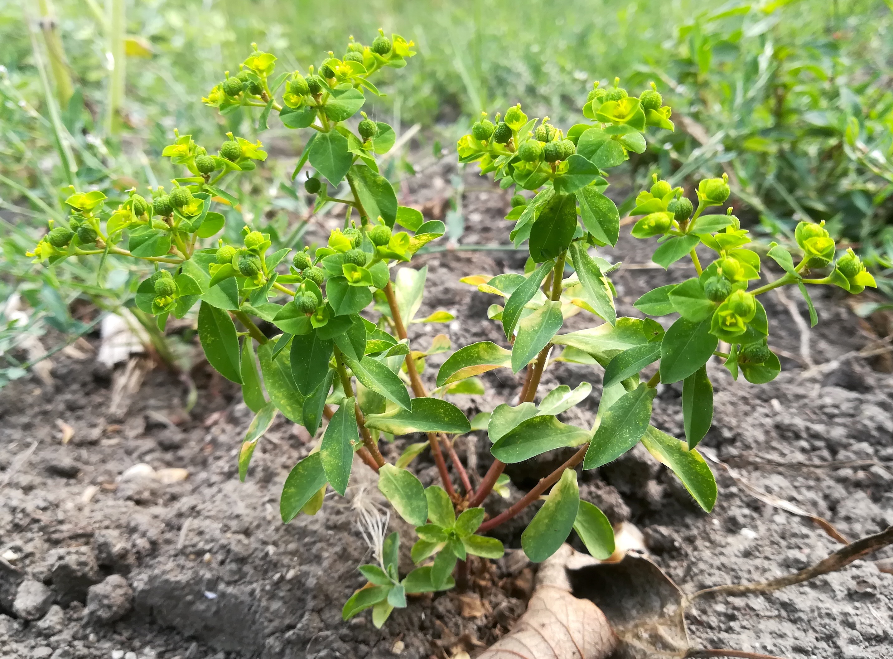 euphorbia platyphyllos subsp. platyphyllos bhf götzendorf_20190719_110904.jpg