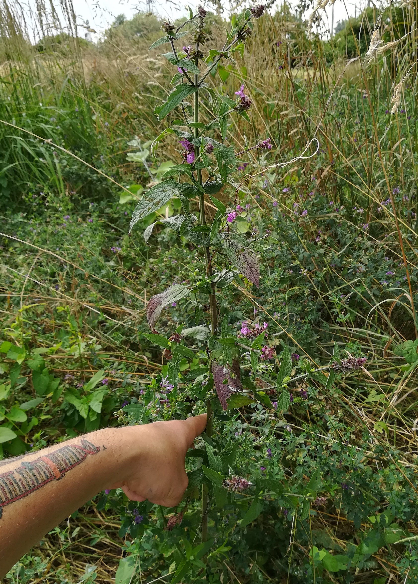 stachys palustris bhf götzendorf_20190719_105651.jpg