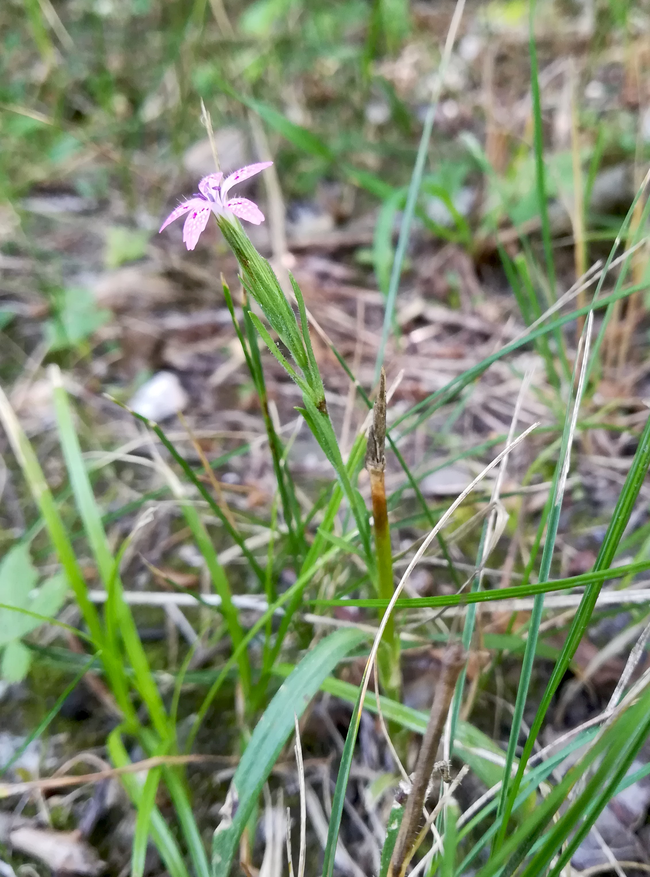 dianthus armeria obere lobau kleehäufel nähe kleines schilloch_20190720_092900.jpg