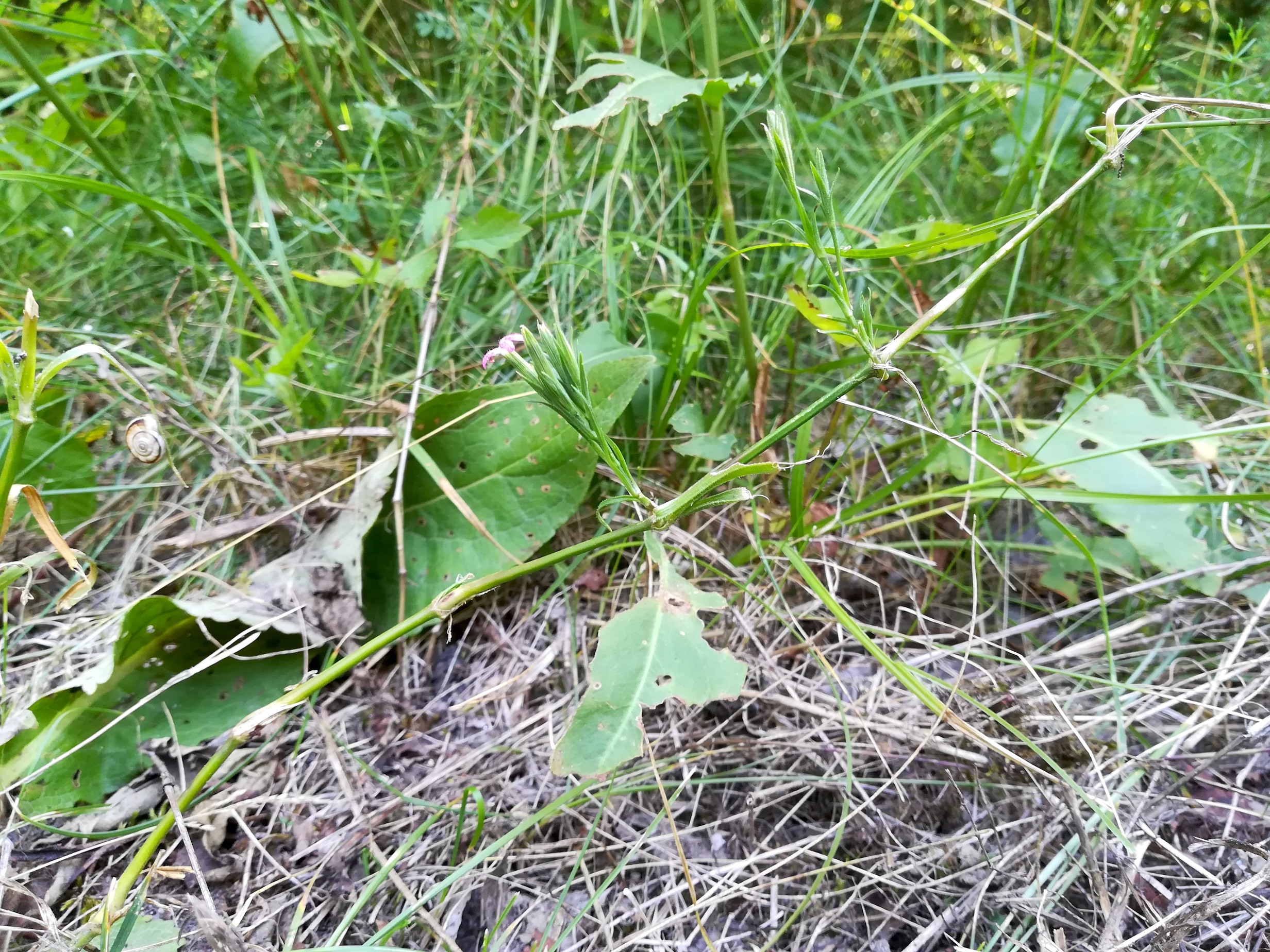 dianthus armeria obere lobau kleehäufel nähe kleines schilloch_20190720_093401.jpg