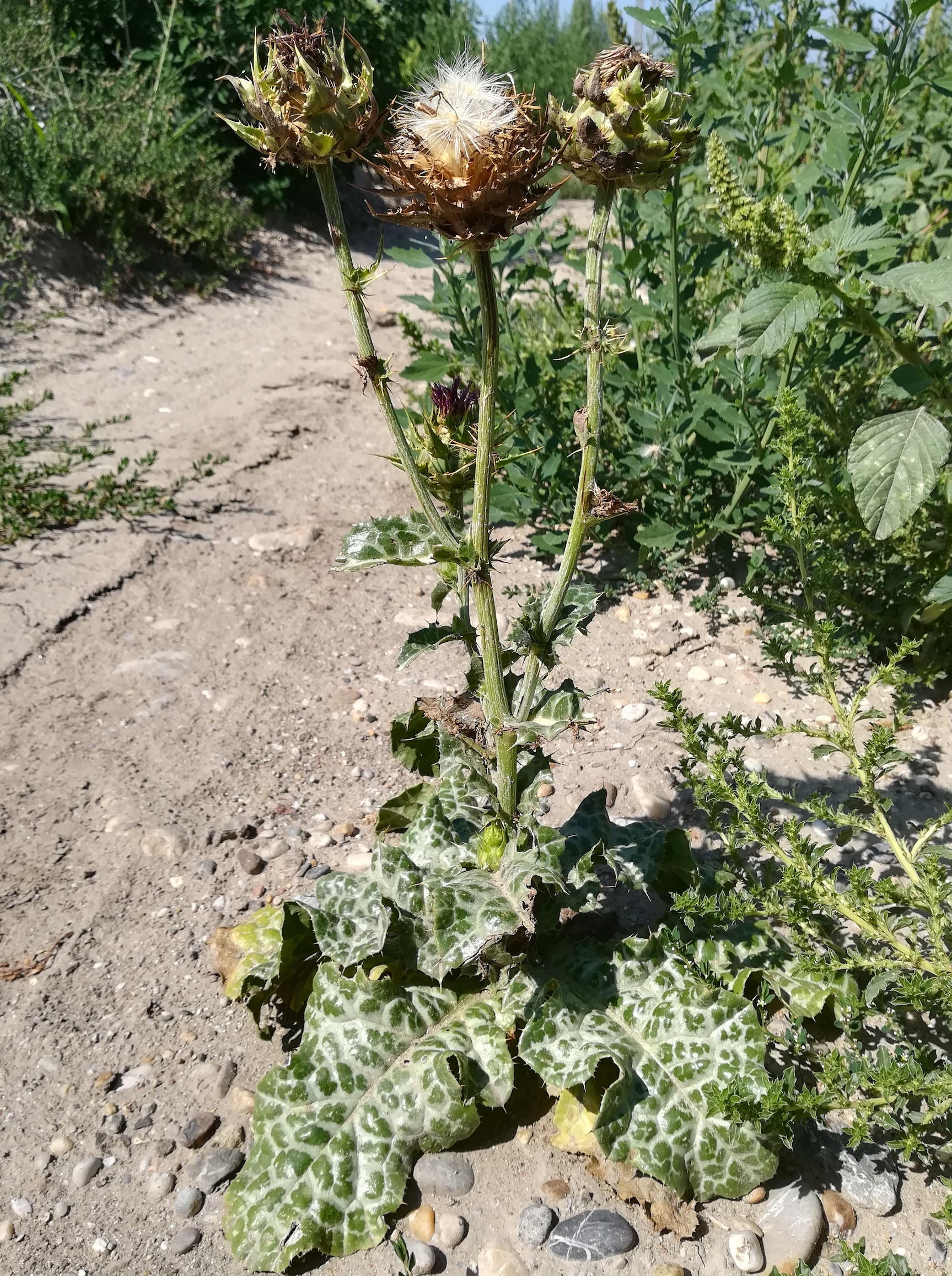 silybum marianum E bhf raasdorf_20190720_110723.jpg