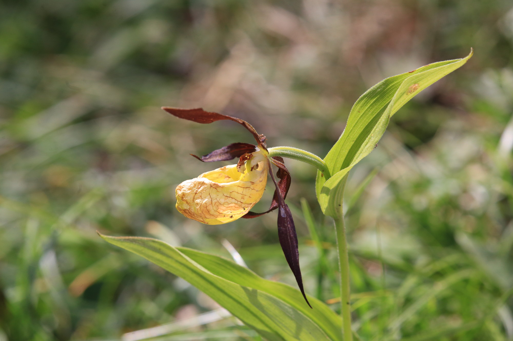 cypripedium calceolus trenchtling.JPG