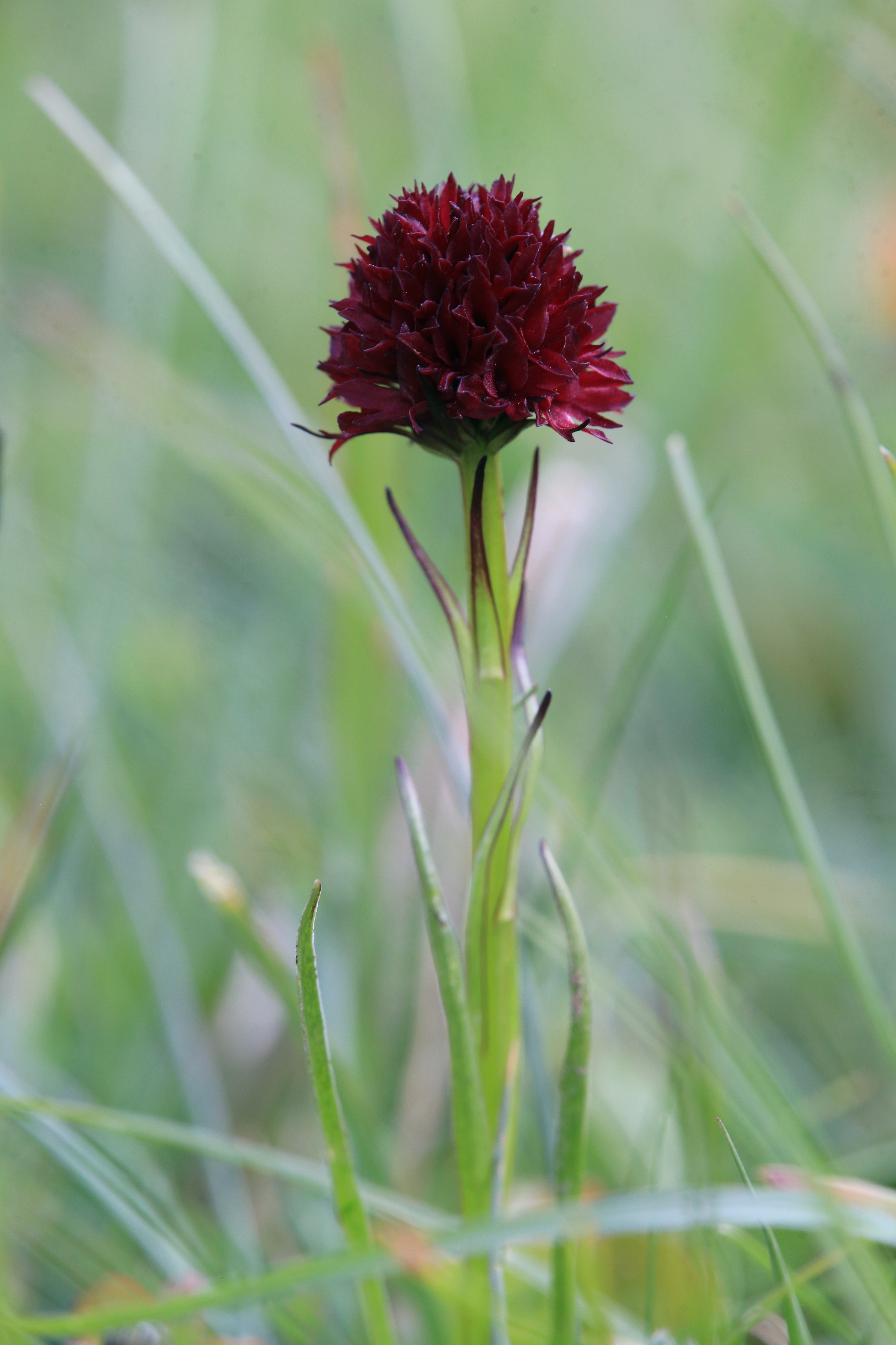 nigritella austriaca trenchtling.JPG