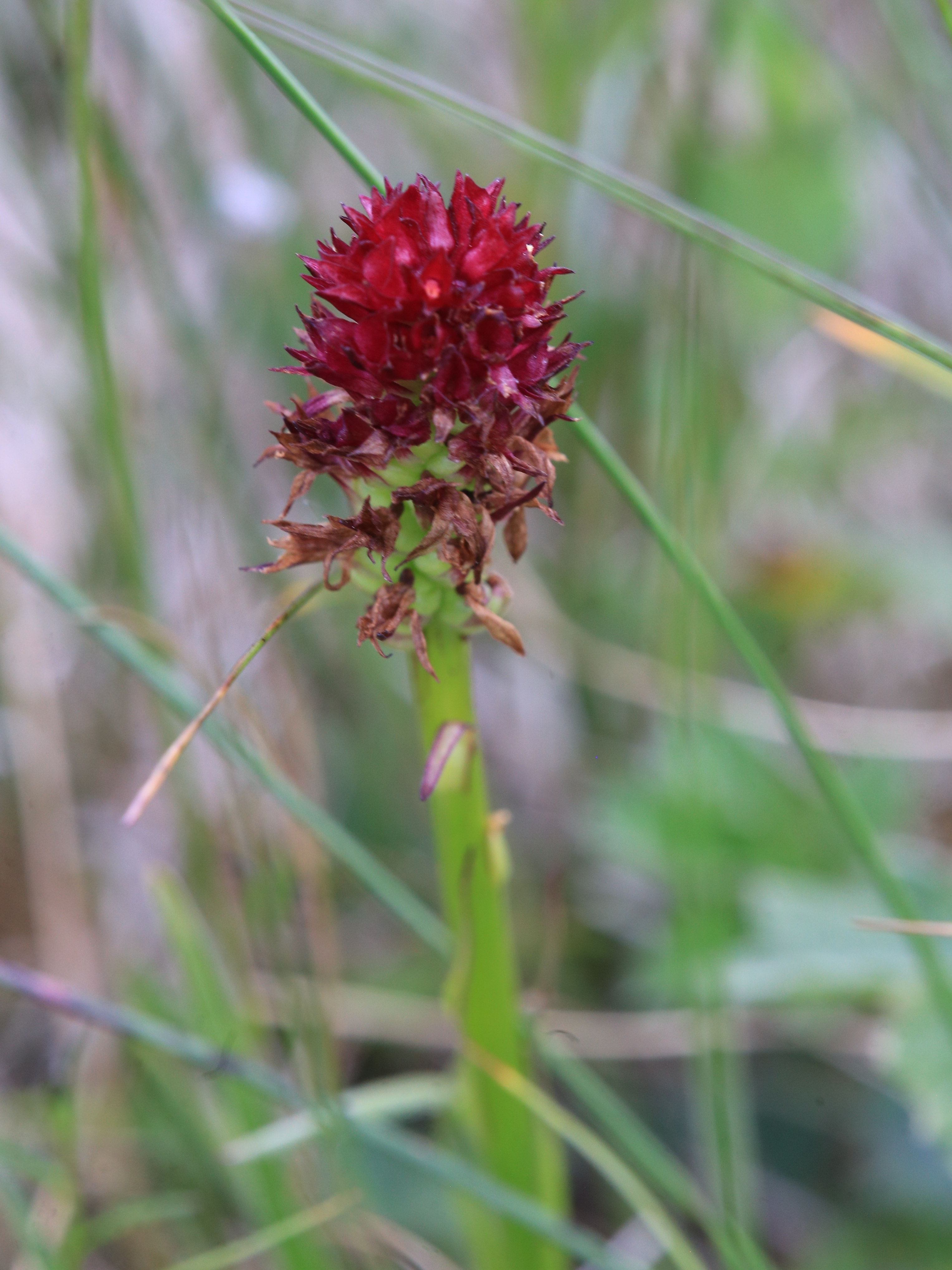 nigritella bicolor trenchtling.JPG