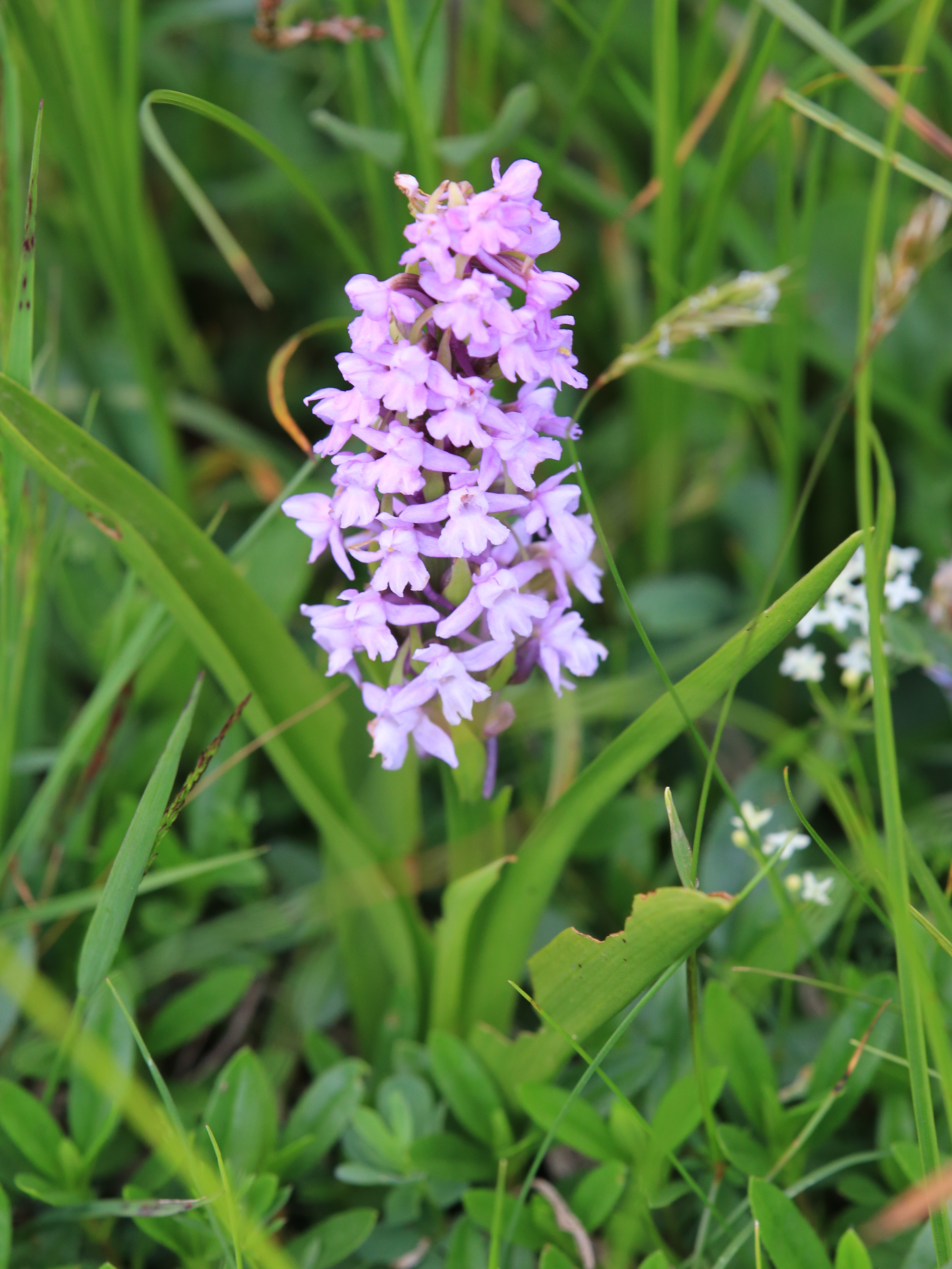 gymnadenia conopsea trenchtling.JPG