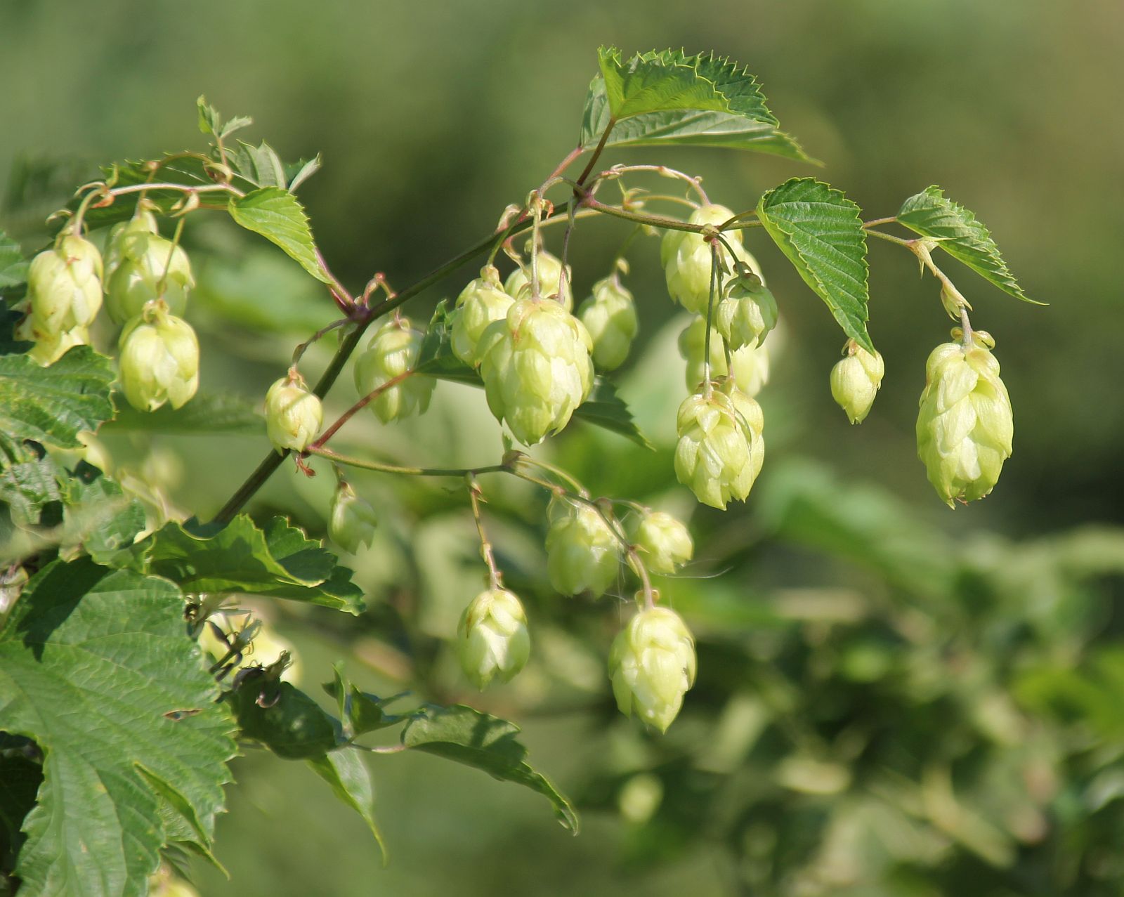 Humulus_lupulus_Wienersdorf_20160908_02.jpg