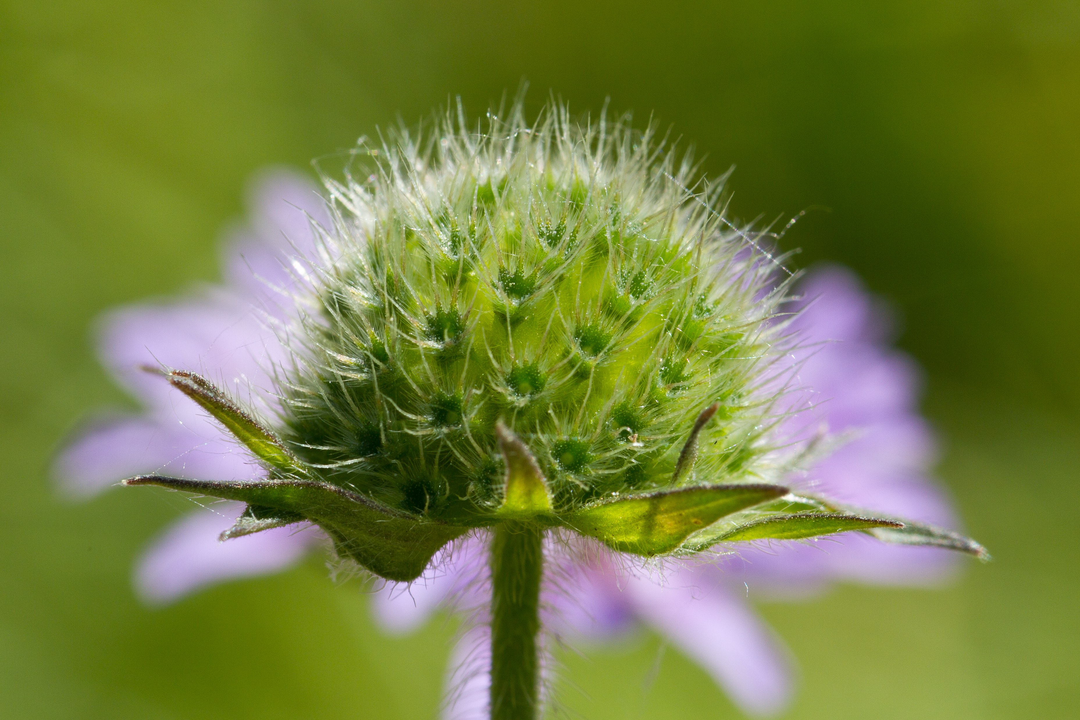 Dipsacaceae_Knautia arvensis Frucht.jpg