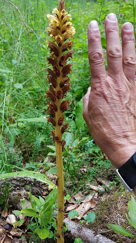 k-Orobanche Größenvergleich.jpg