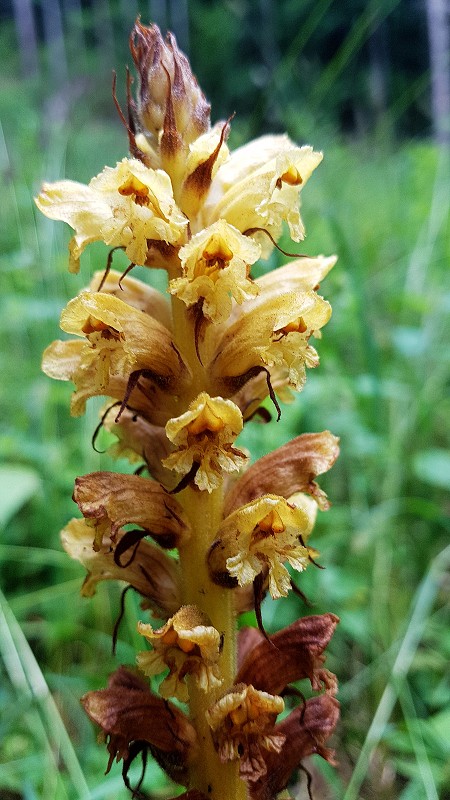 k-Orobanche Detail Blüte.jpg