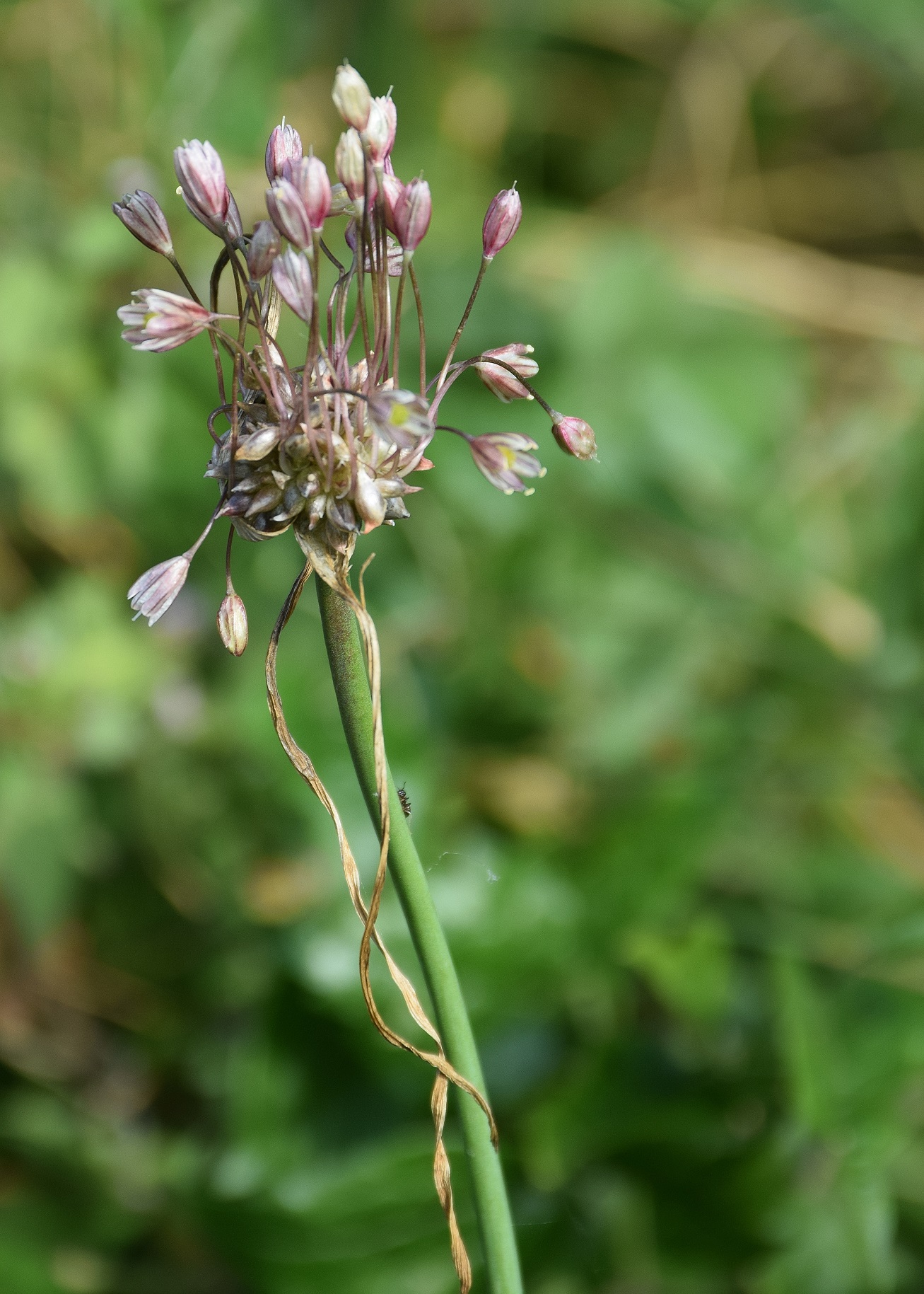 Bft-20072019-(8) - Roter Stadl - Allium oleraceum-Glockenlauch.JPG