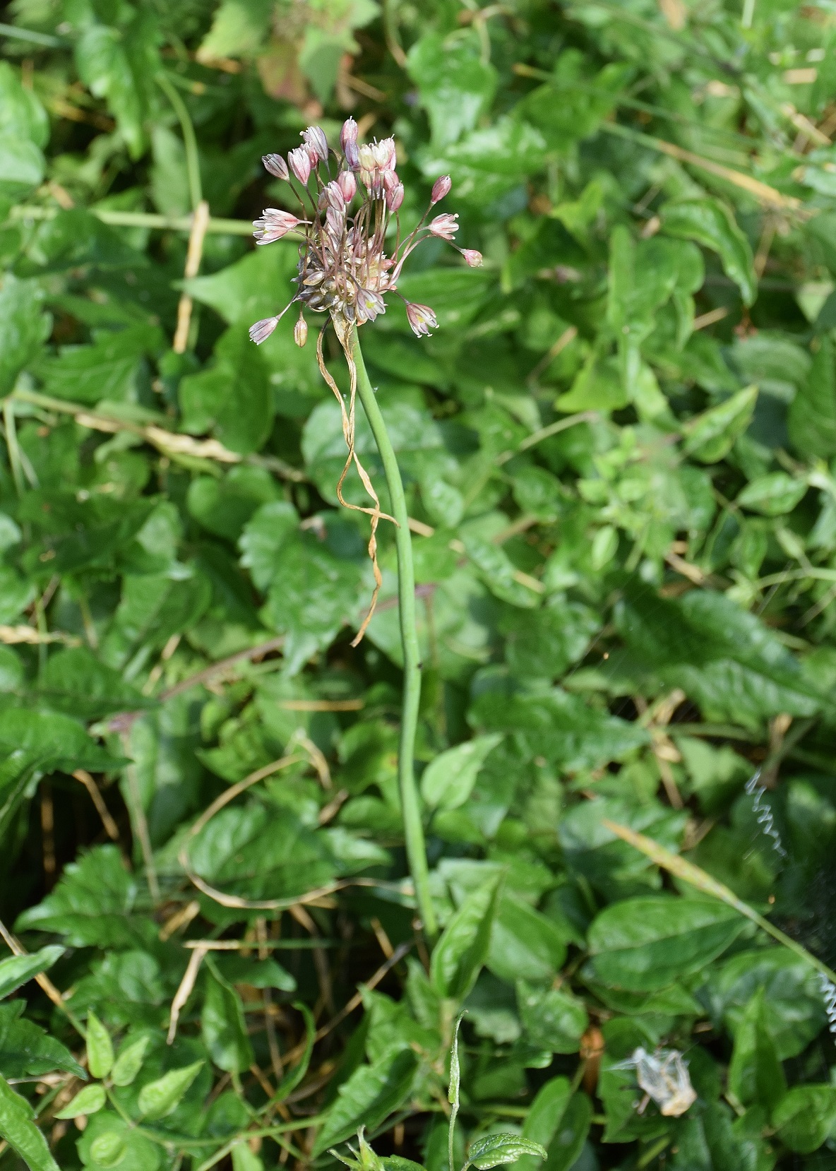 Bft-20072019-(9) - Roter Stadl - Allium oleraceum-Glockenlauch.JPG