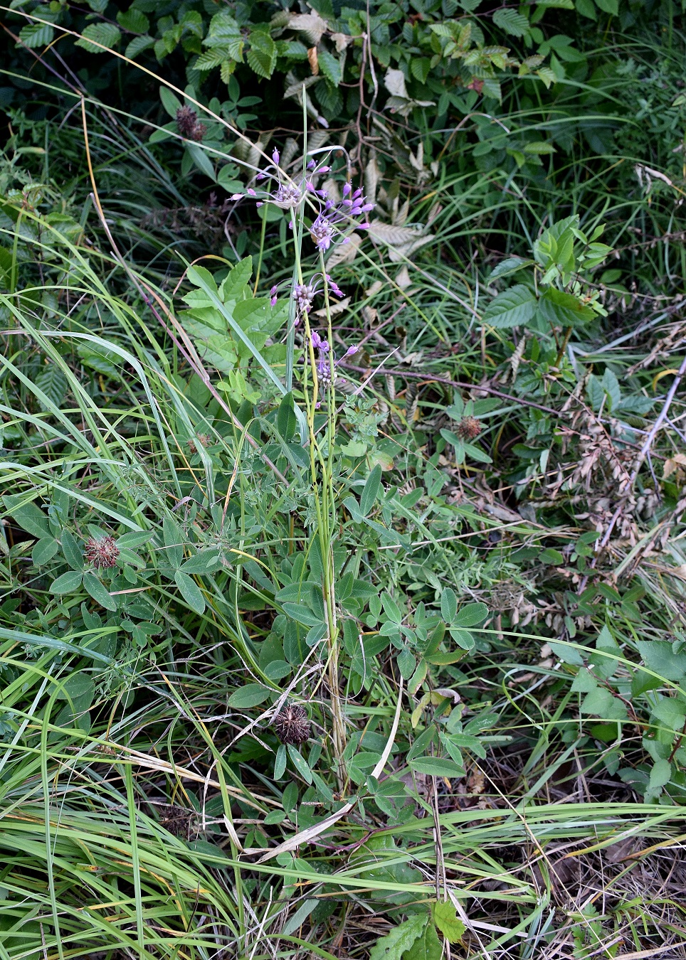 Bft-20072019-Wiese rechts Gstrasse-(1) - Allium carinatum subsp. carinatum-Kiel Lauch.JPG