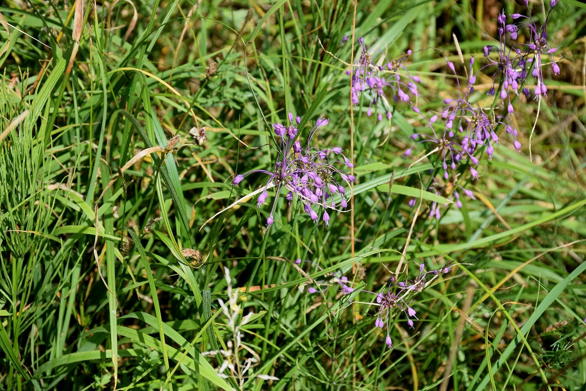 Bft-20072019-Wiese rechts Gstrasse-(6) - Allium carinatum subsp. carinatum-Kiel Lauch.JPG