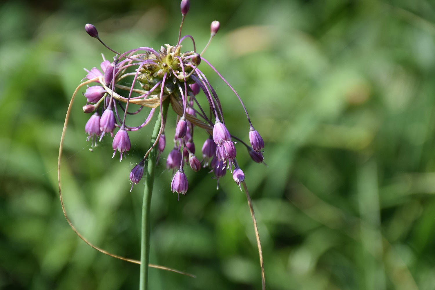 Bft-20072019-Wiese rechts Gstrasse-(22) - Allium carinatum subsp. carinatum-Kiel Lauch.JPG