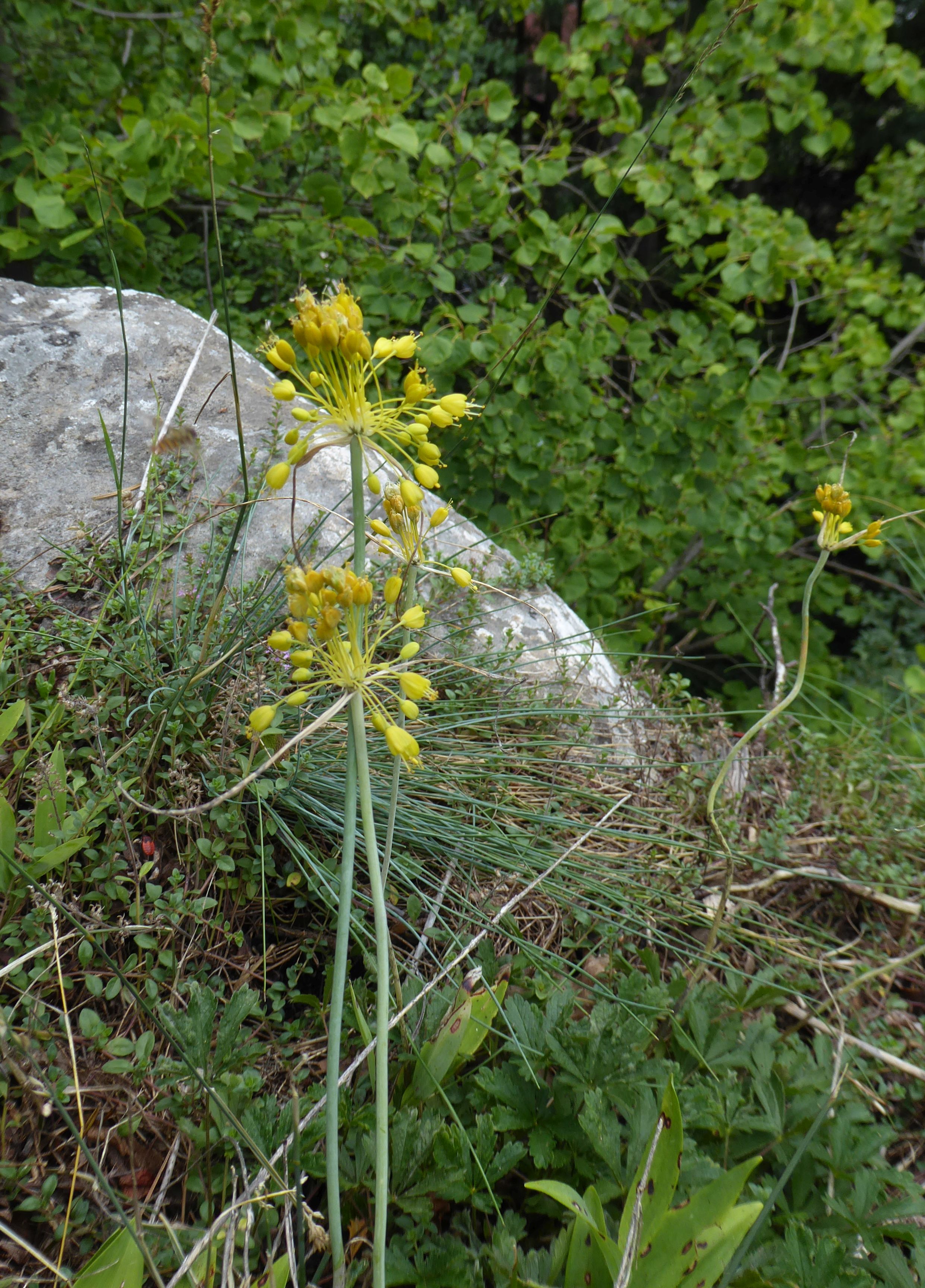 P1130830 Allium flavum-gelber lauch sehr verbreitet.JPG