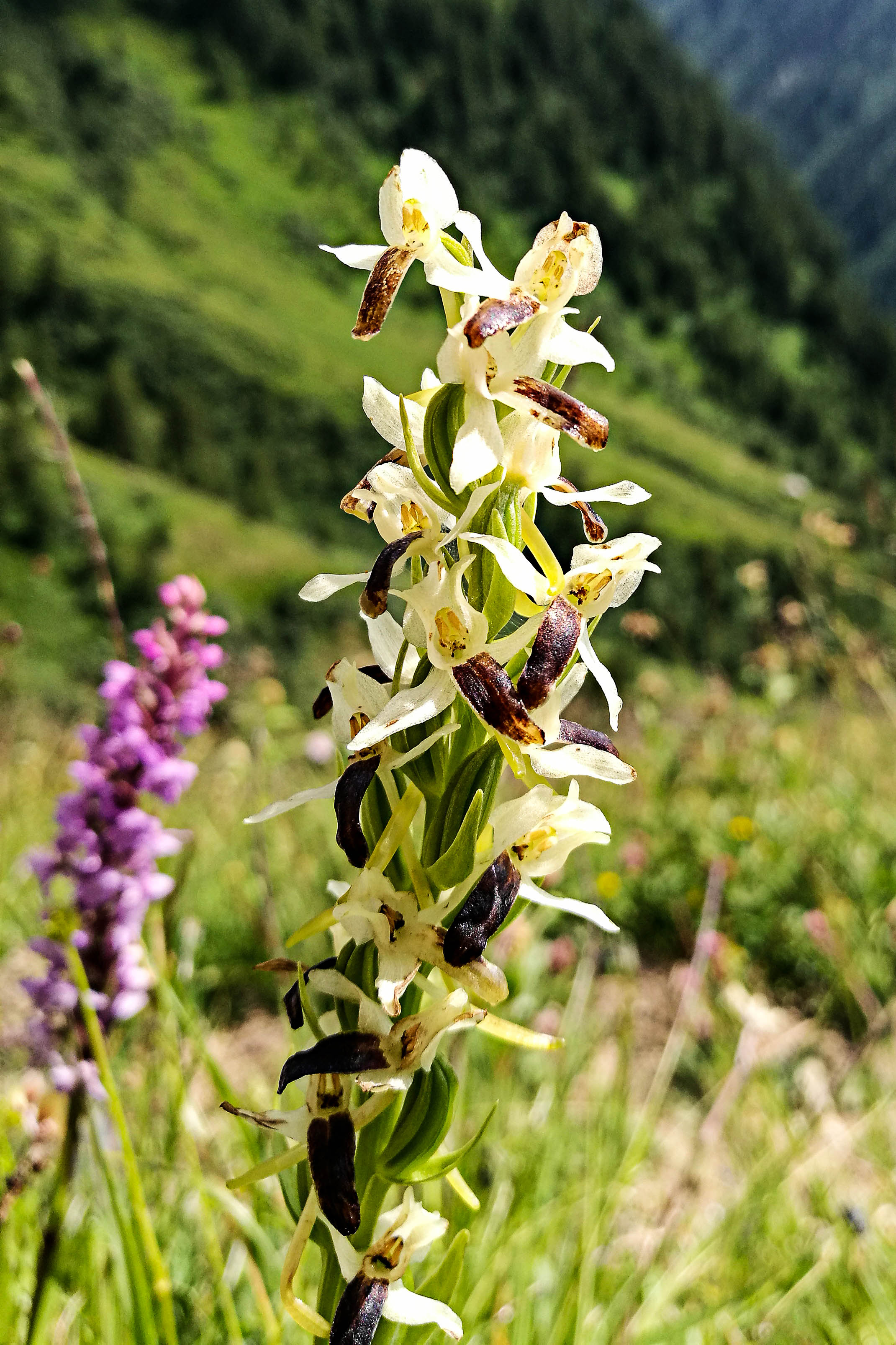Platanthera bifolia 20190720_0752.jpg