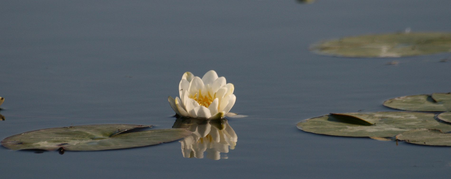 Nymphaea alba Letea_20080515_03.jpg